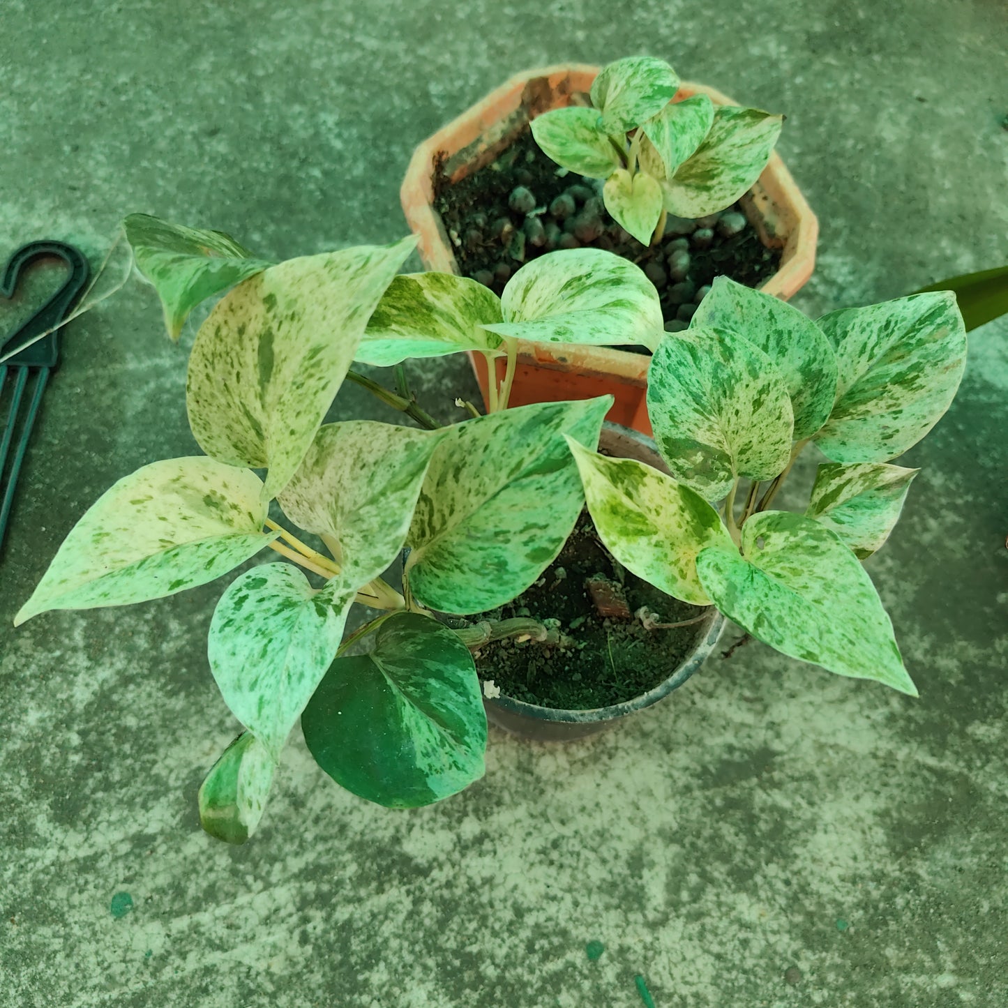 Marble Money Plant