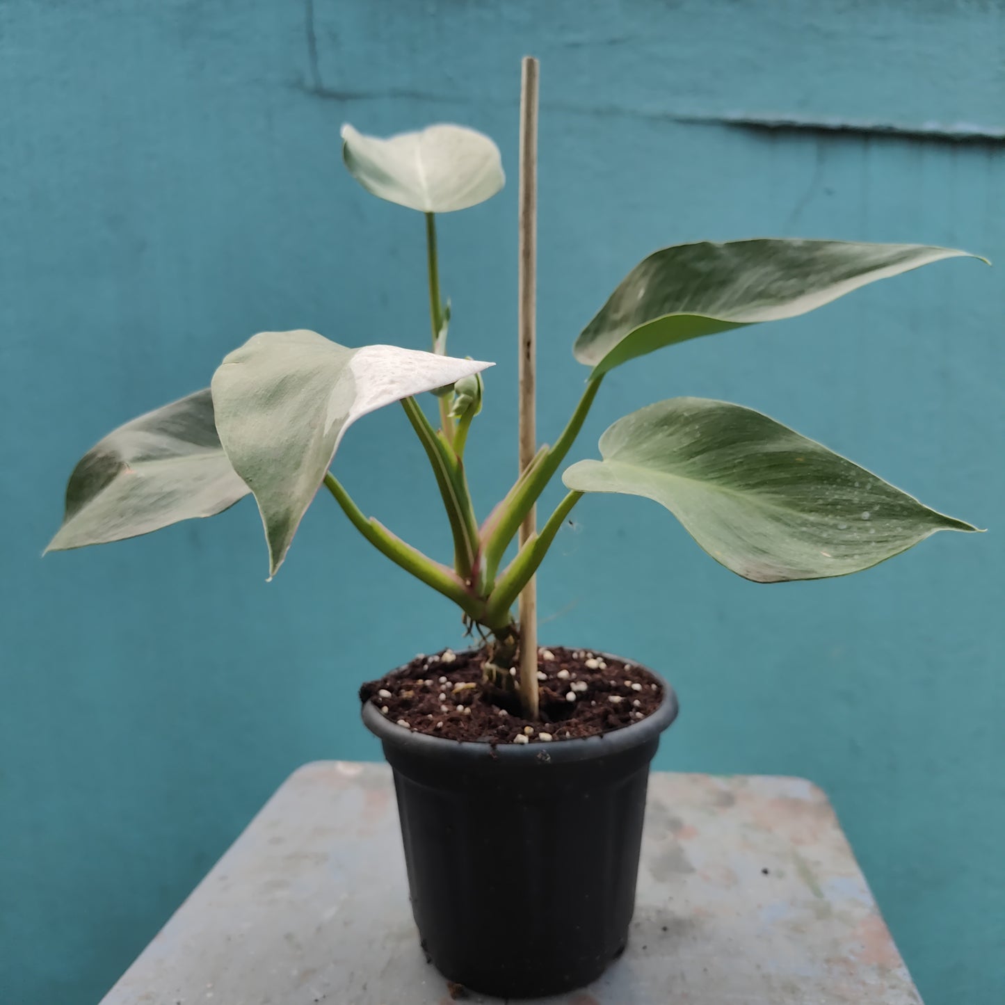 Philodendron White Princess