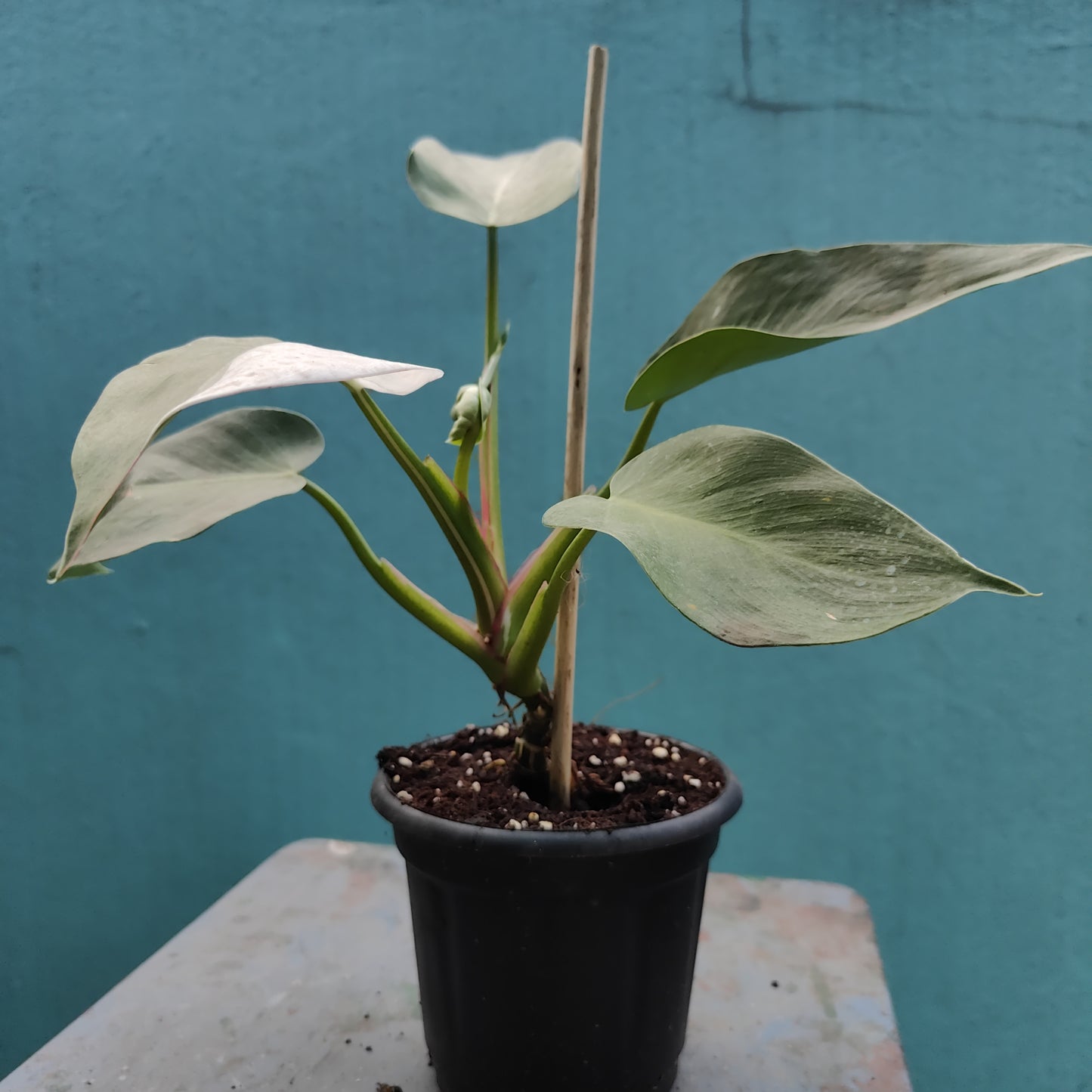 Philodendron White Princess