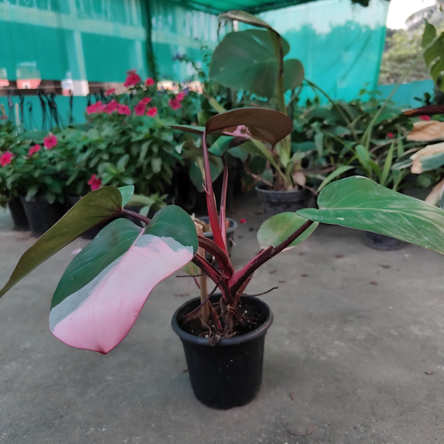 Philodendron Pink Princess