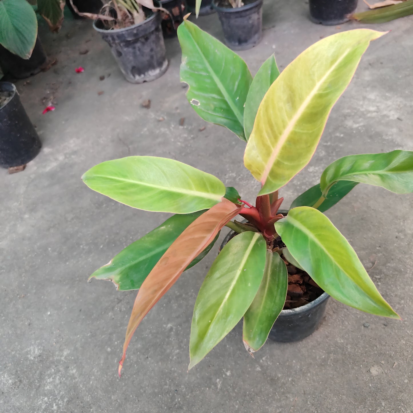 Philodendron orange