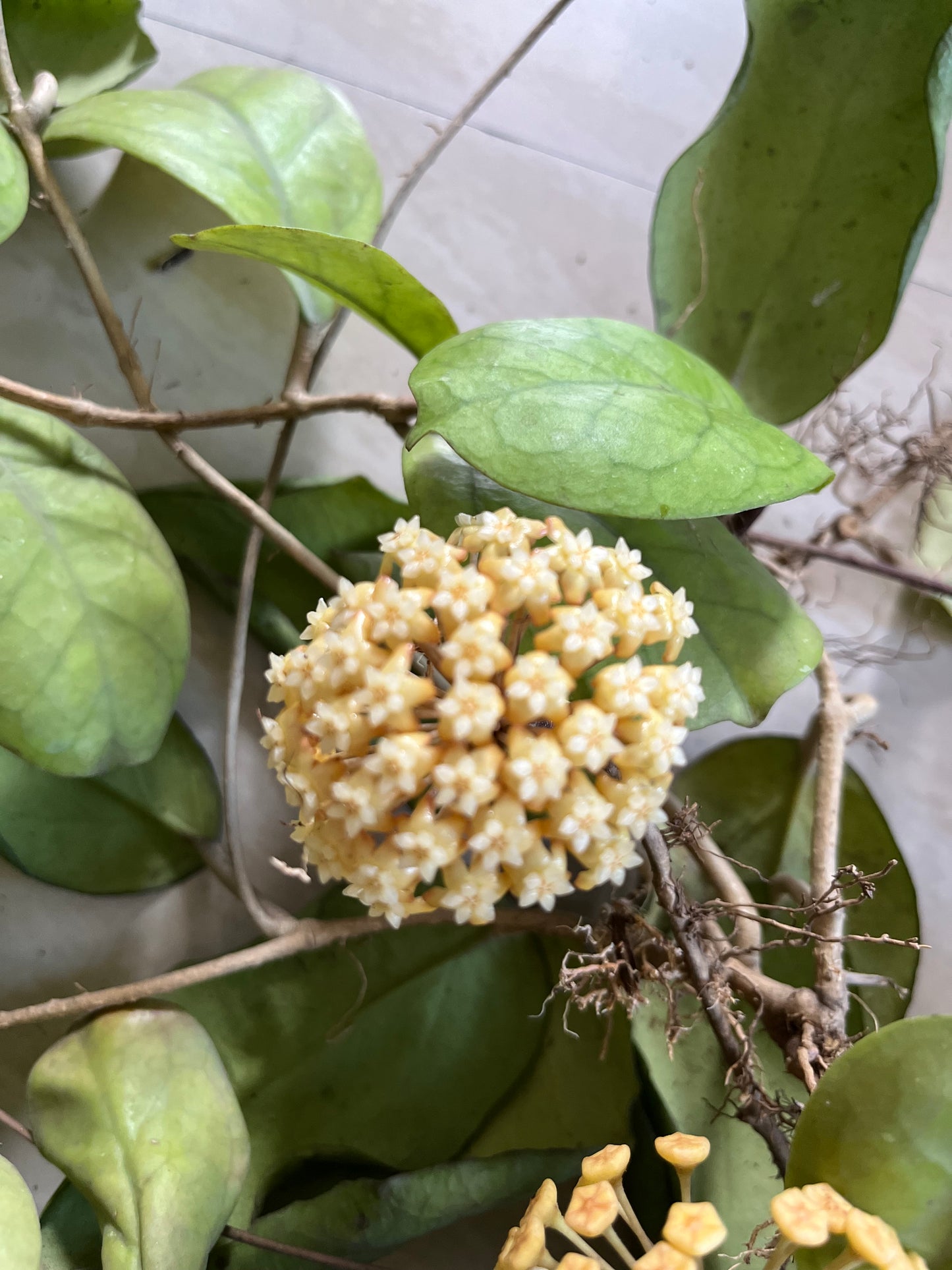 Hoya Viola