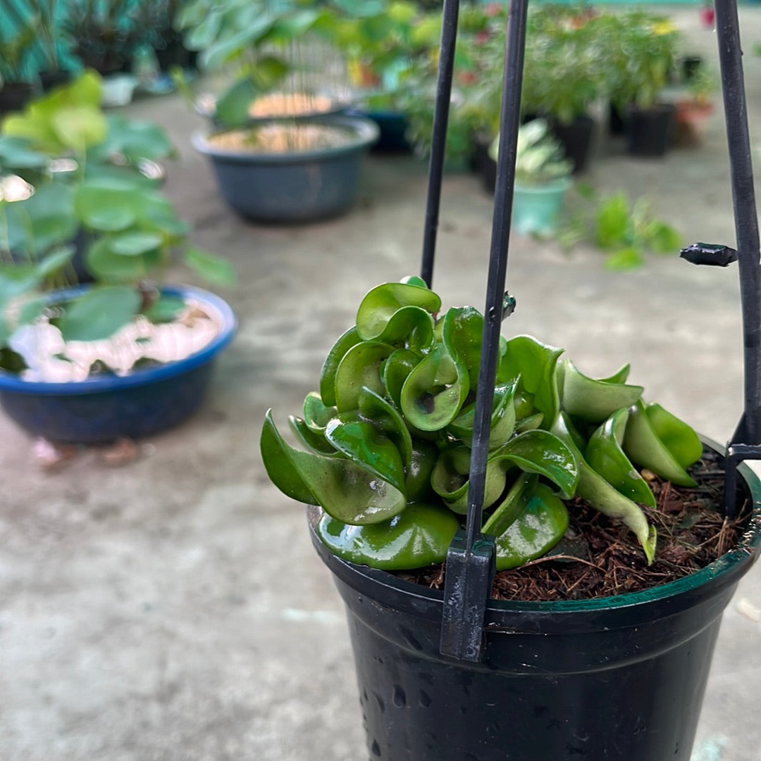 Hoya Compacta aka Hindu Rope