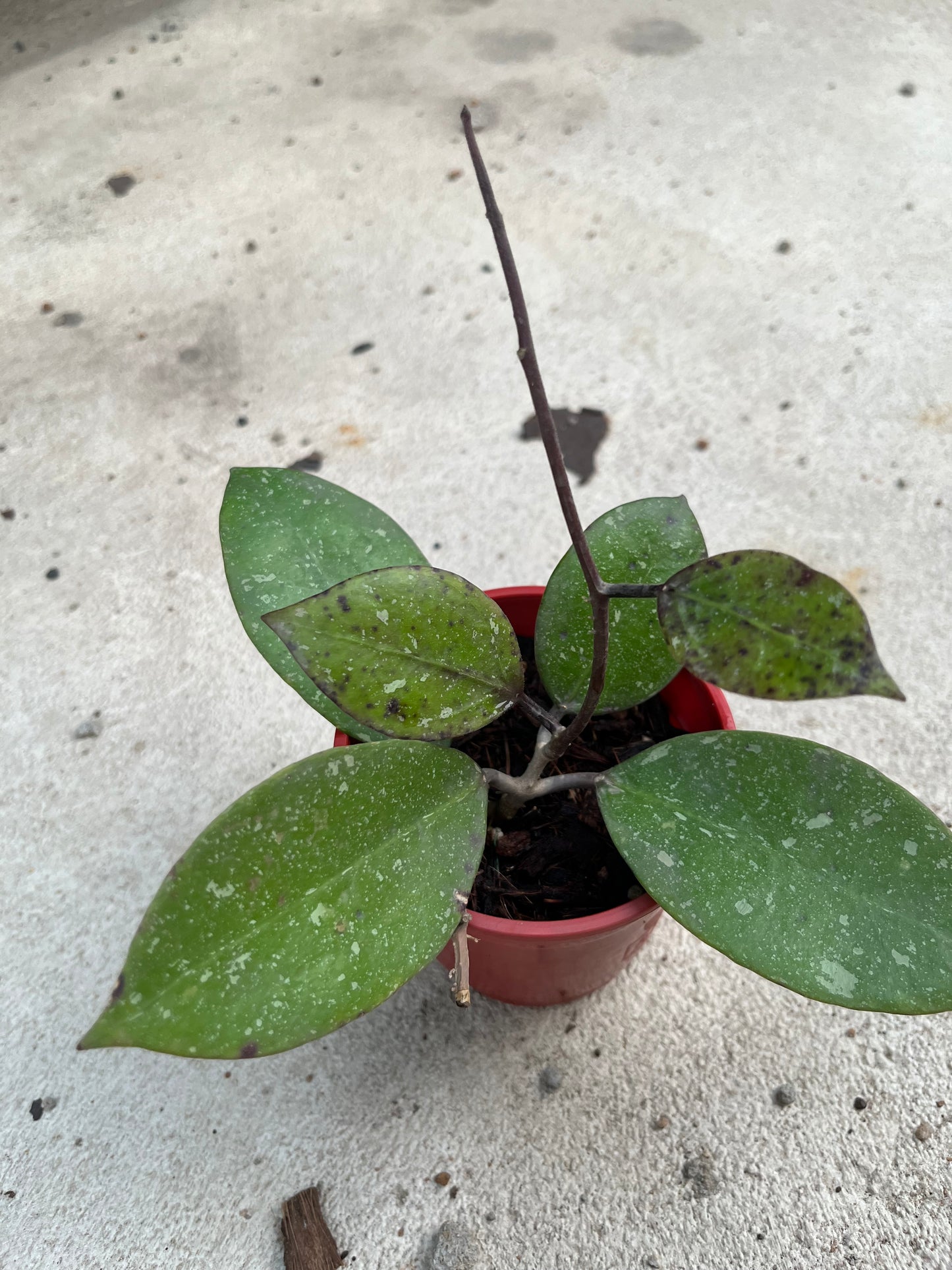 Hoya A H 053