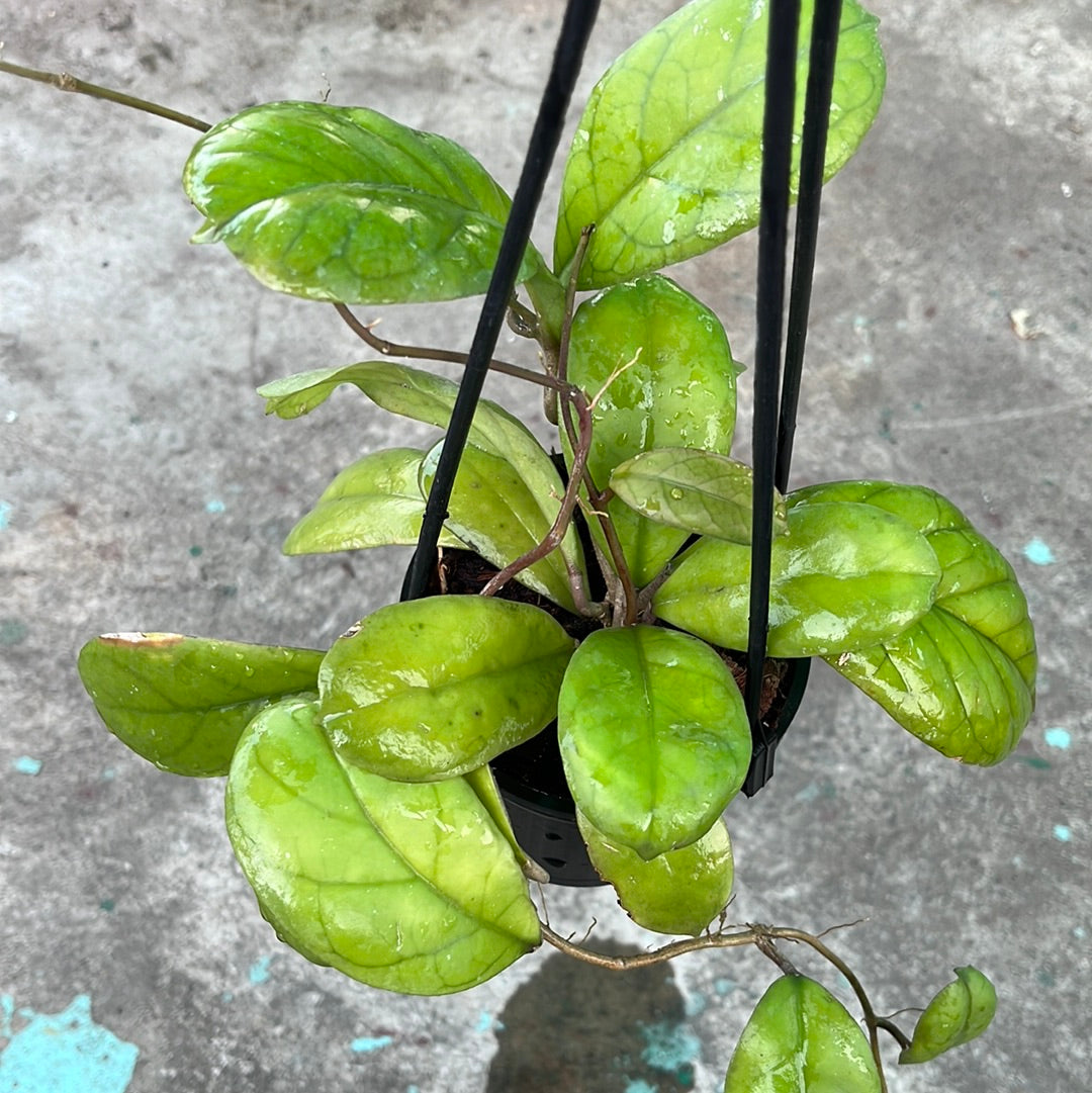 Hoya Viola