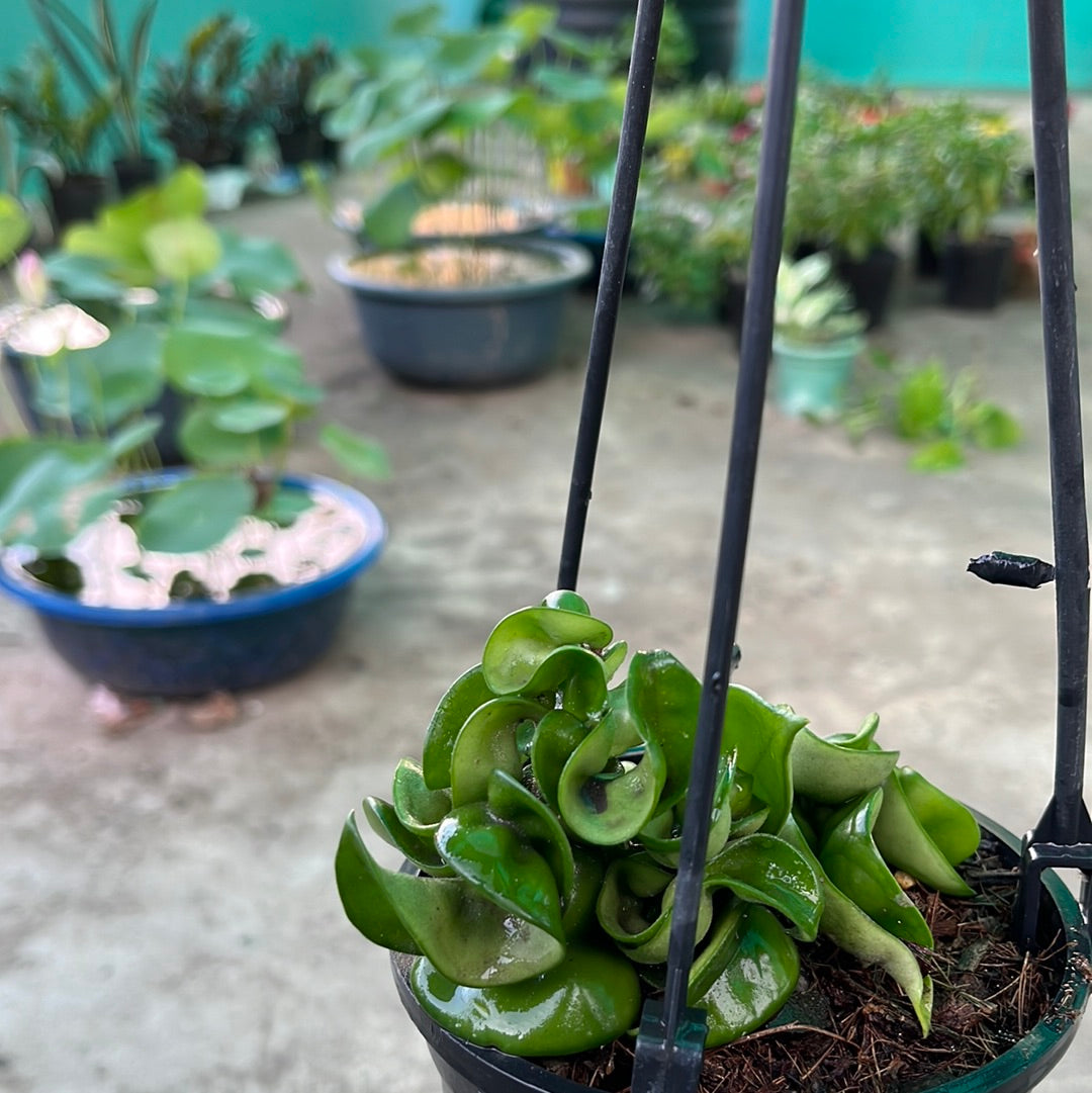 Hoya Compacta aka Hindu Rope