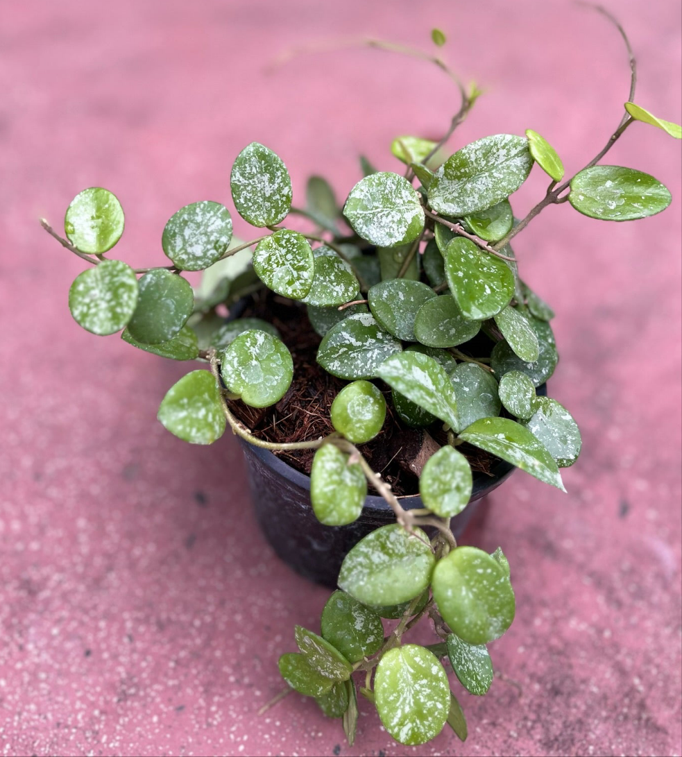 Hoya Curtisii