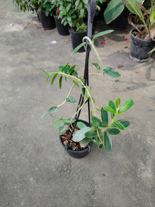Hoya Cumingiana - Rare Tropical Succulent for Sale | Exotic Plant Nursery