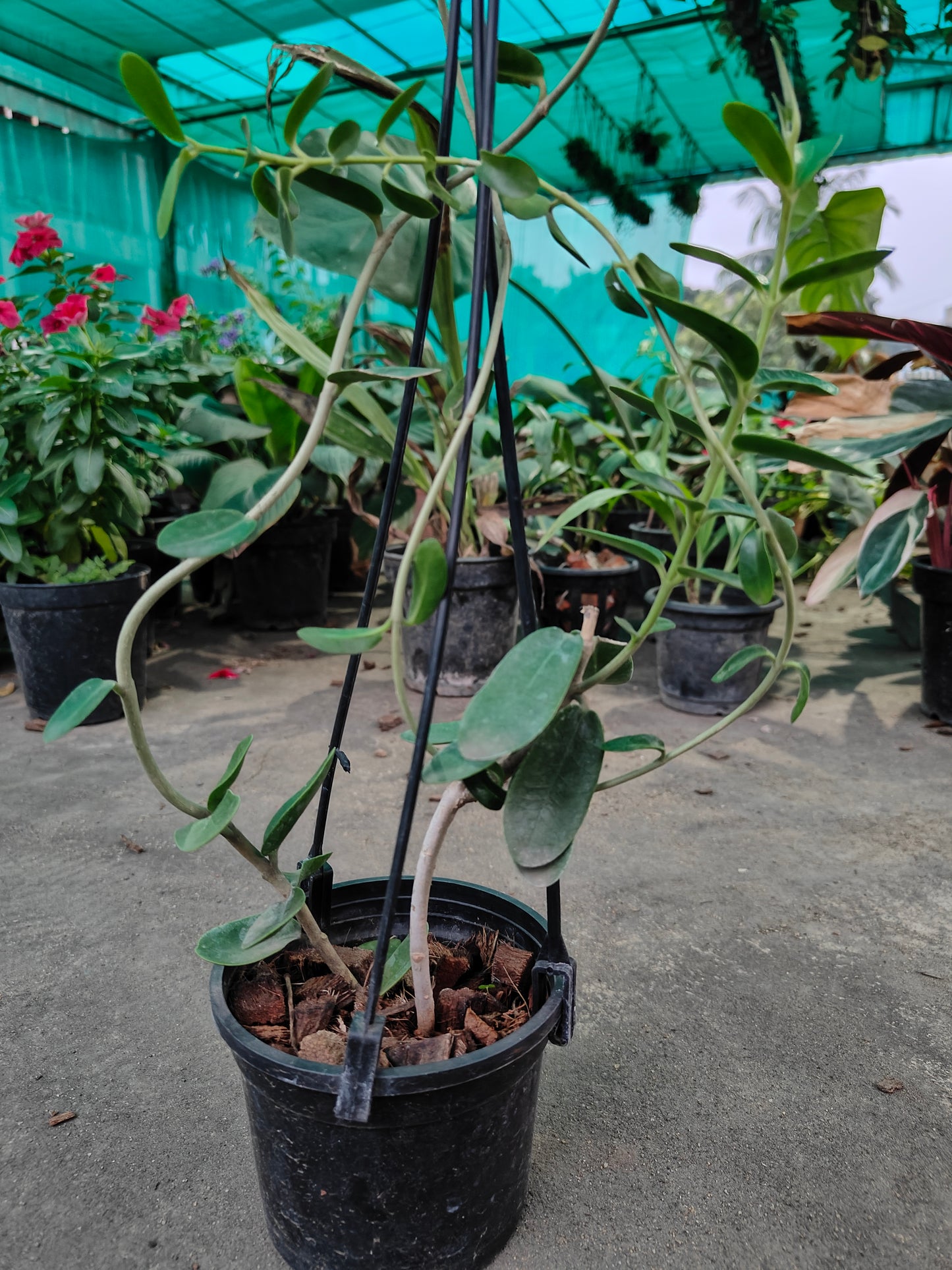 Hoya Cumingiana - Rare Tropical Succulent for Sale | Exotic Plant Nursery