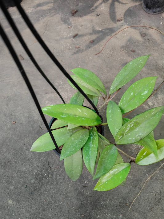 Hoya Carnosa Splash- Heart-Leaf Wax Plant for Sale | Lush and Hardy Indoor Plant