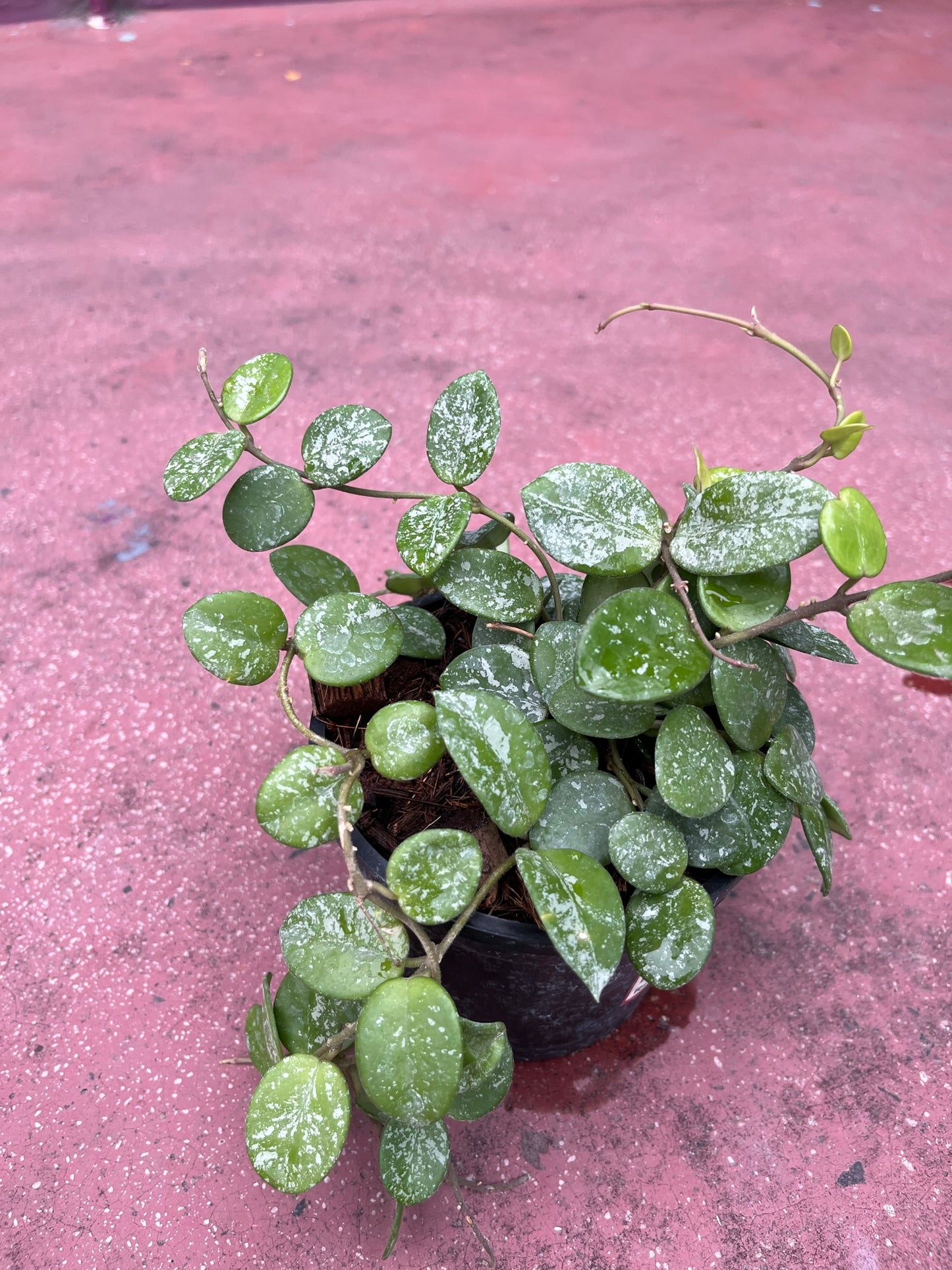 Hoya Mathilde