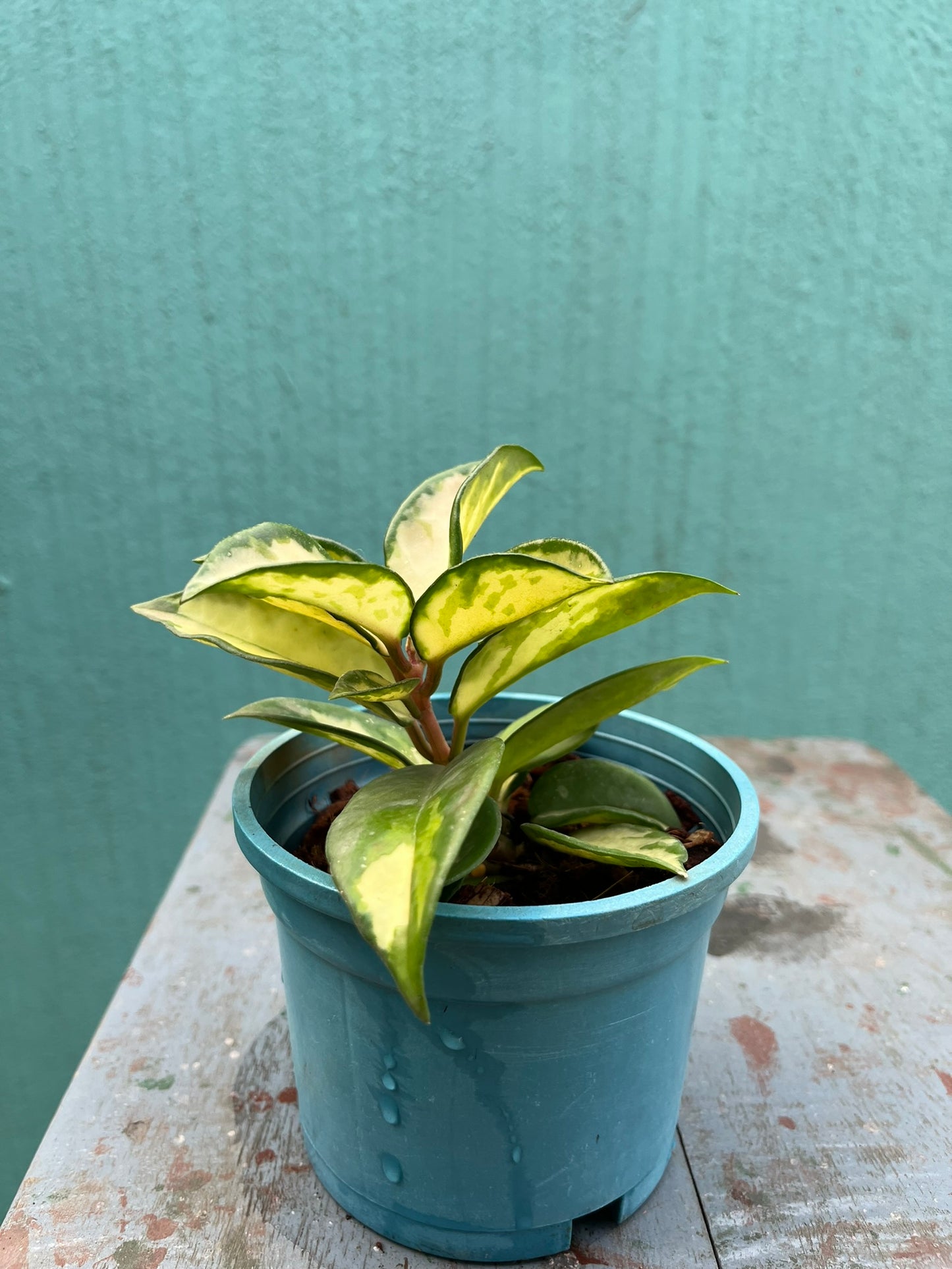 Hoya Krimson Princess --Hoya Variegated Carnosa-Indoor Plant