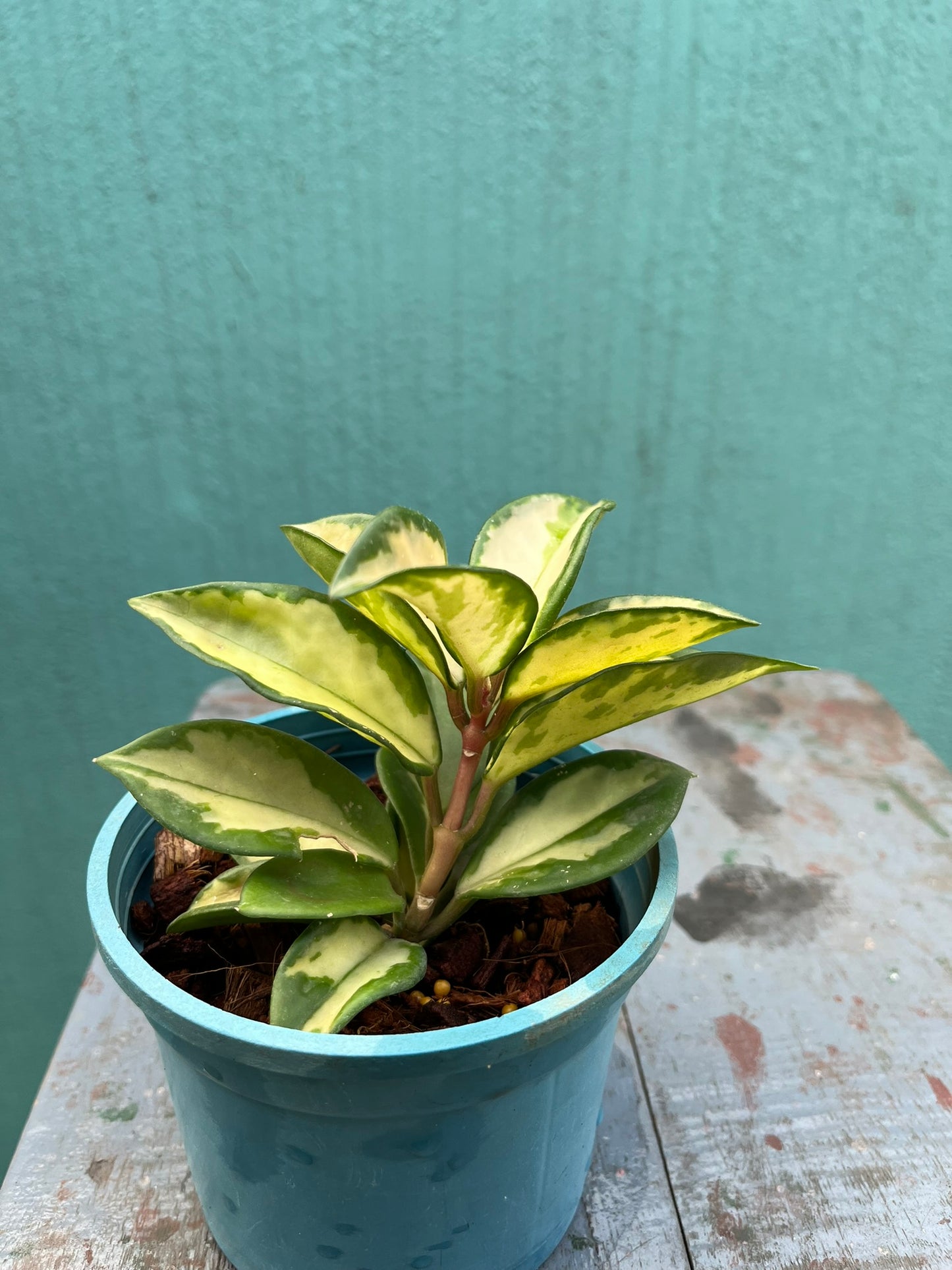 Hoya Krimson Princess --Hoya Variegated Carnosa-Indoor Plant