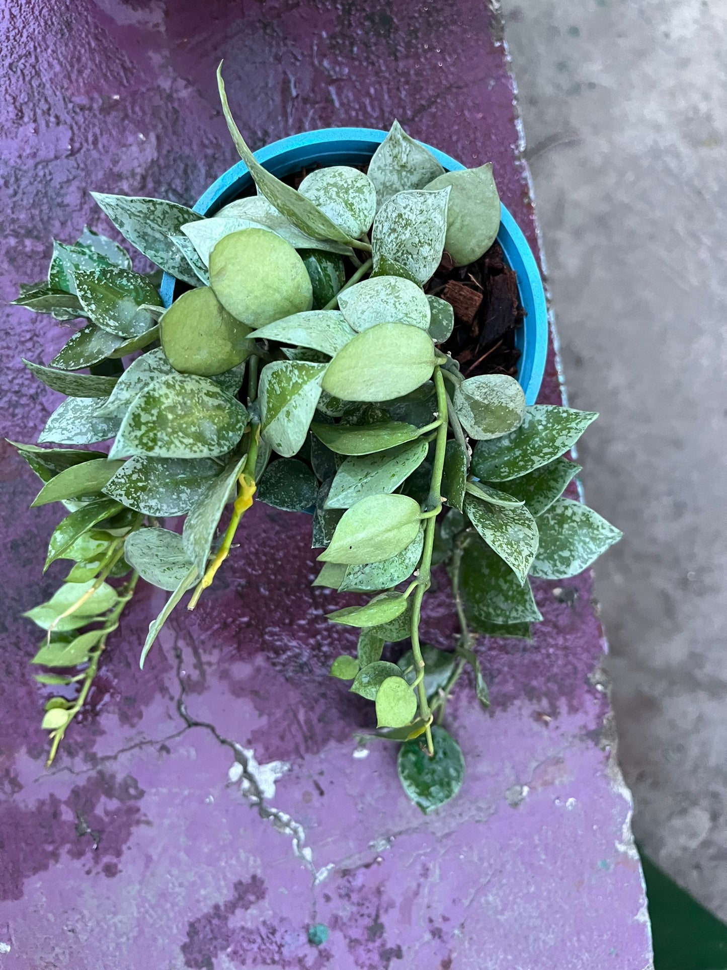 Hoya Krohniana Eskimo Splash