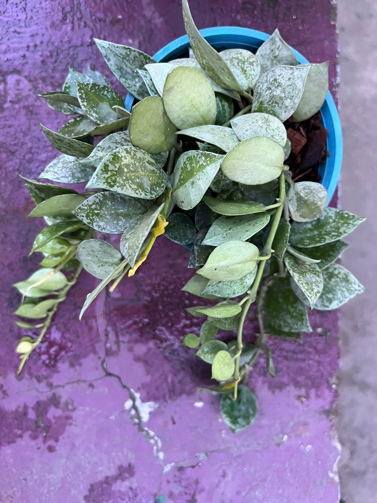 Hoya Krohniana Eskimo Splash