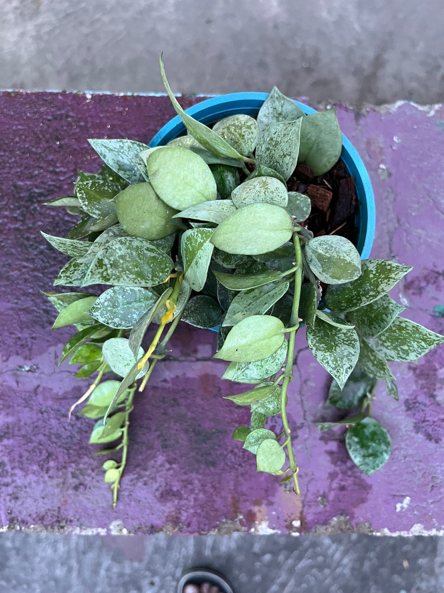 Hoya Krohniana Eskimo Splash