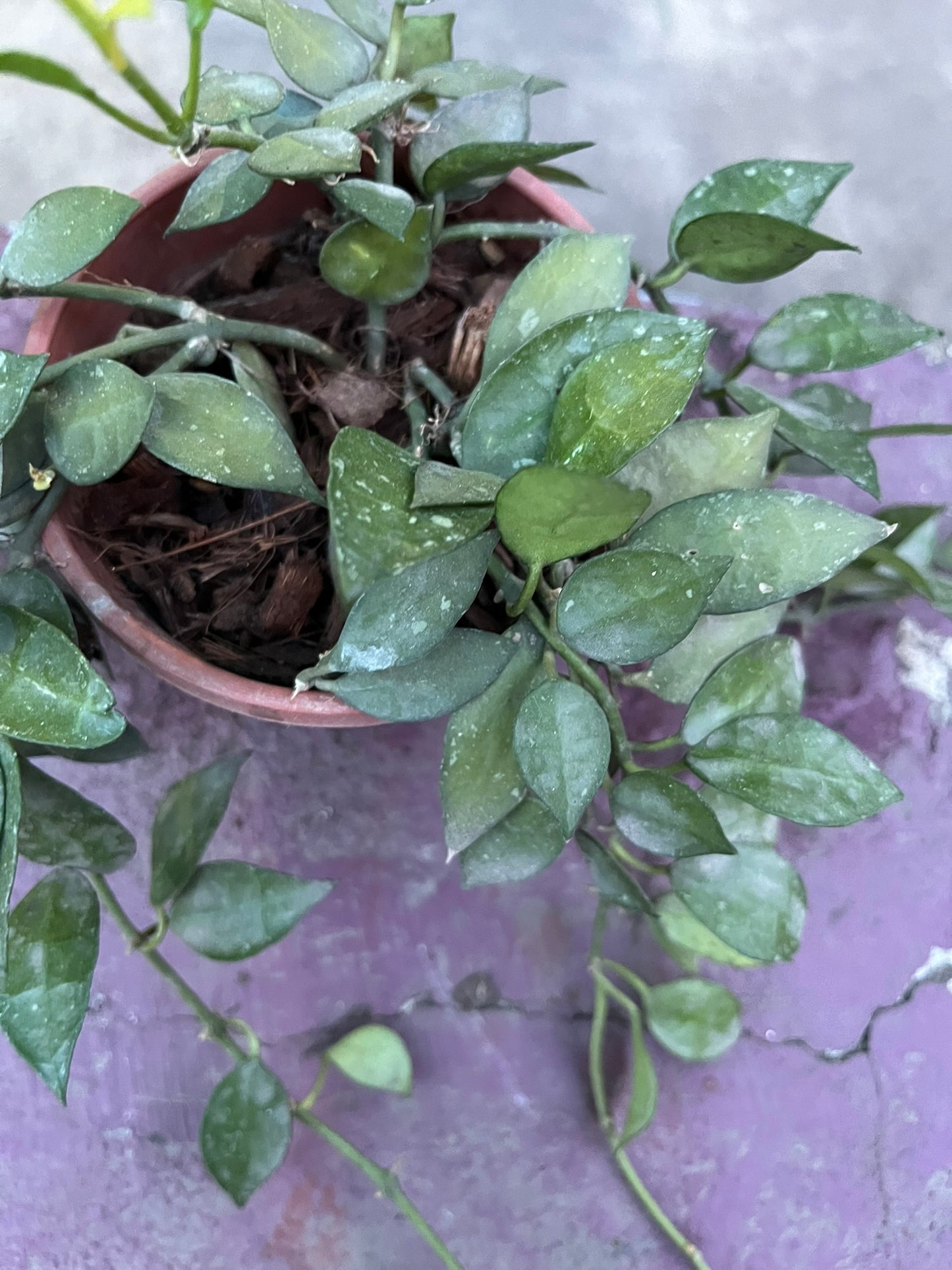 Hoya Krohniana Eskimo Splash