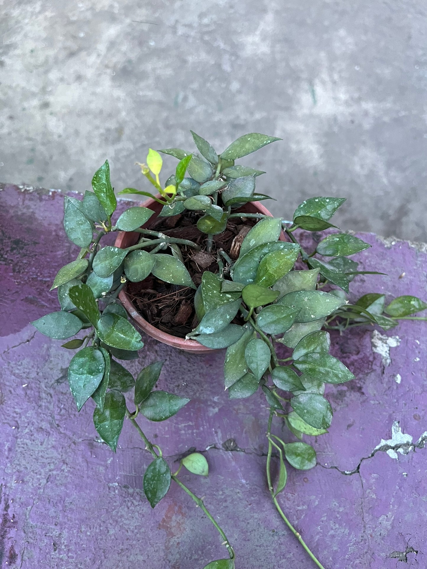 Hoya Krohniana Eskimo Splash