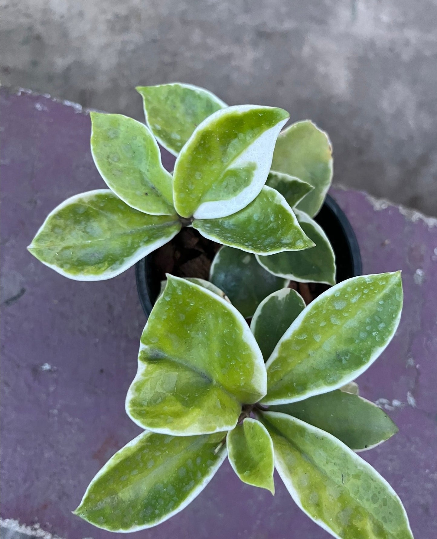 Hoya Krimson Queen