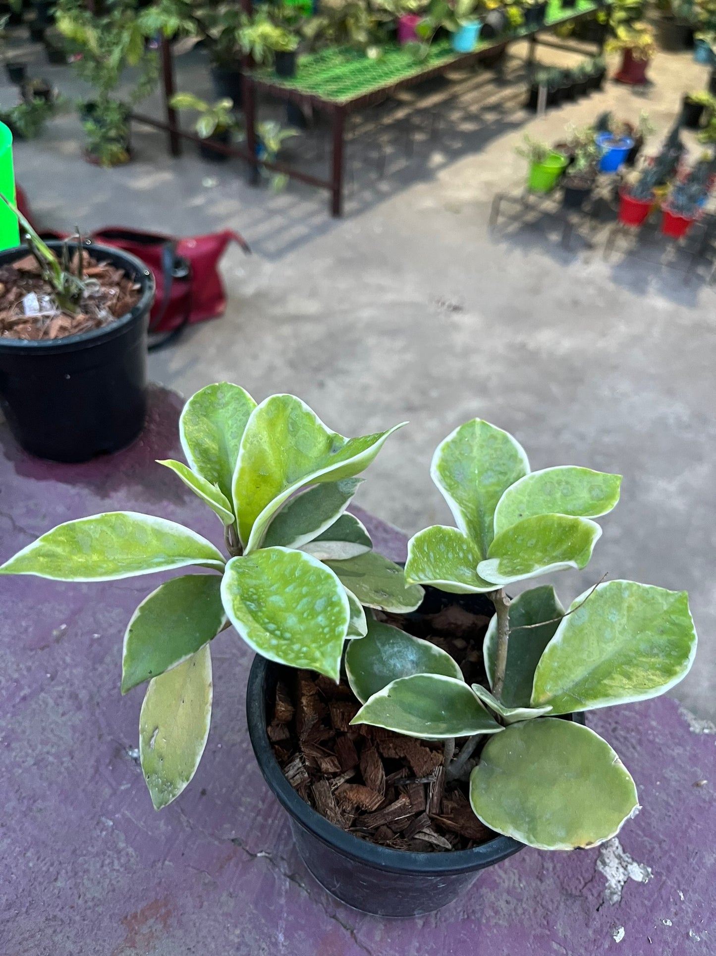 Hoya Krimson Queen