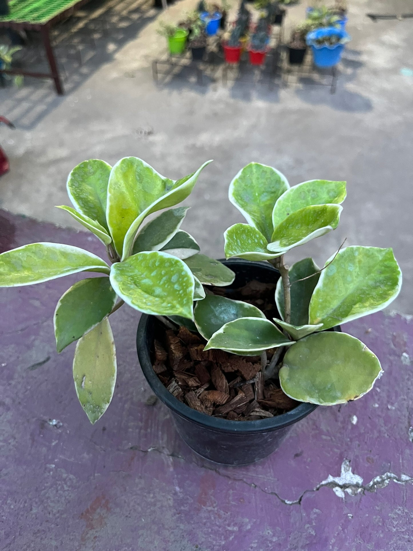 Hoya Krimson Queen