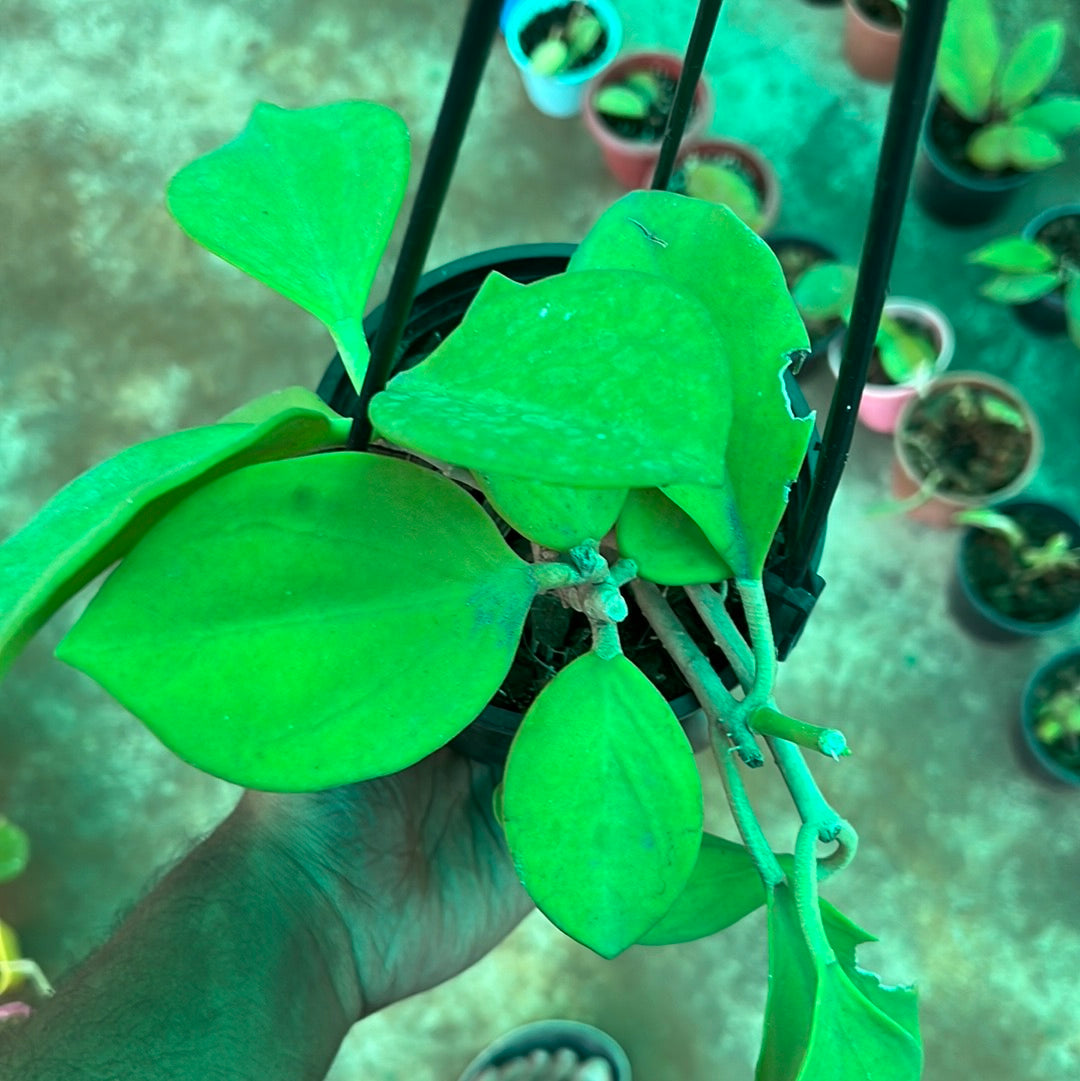 Hoya Pachyclada