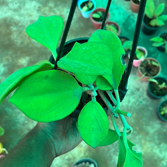 Hoya Pachyclada
