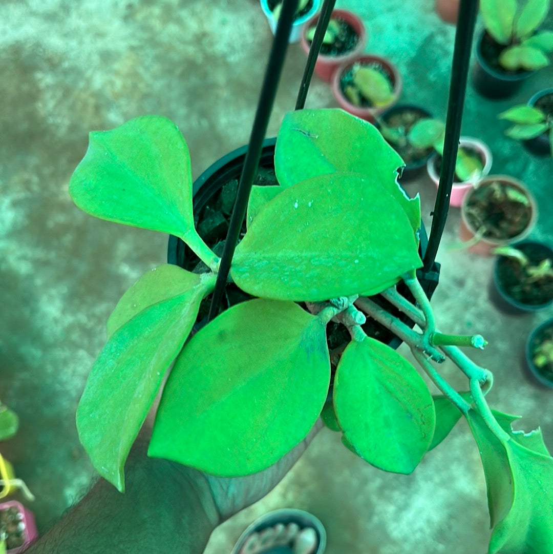 Hoya Pachyclada