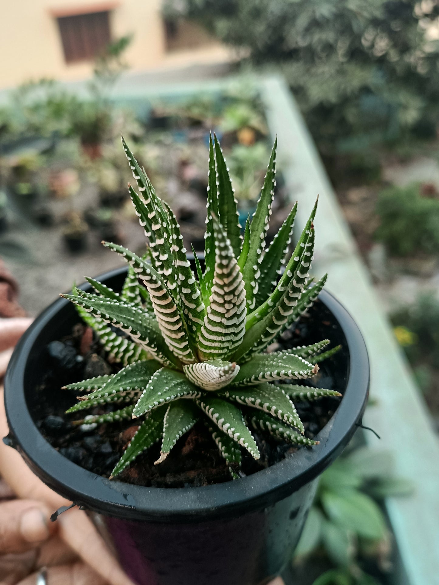 Haworthia lime