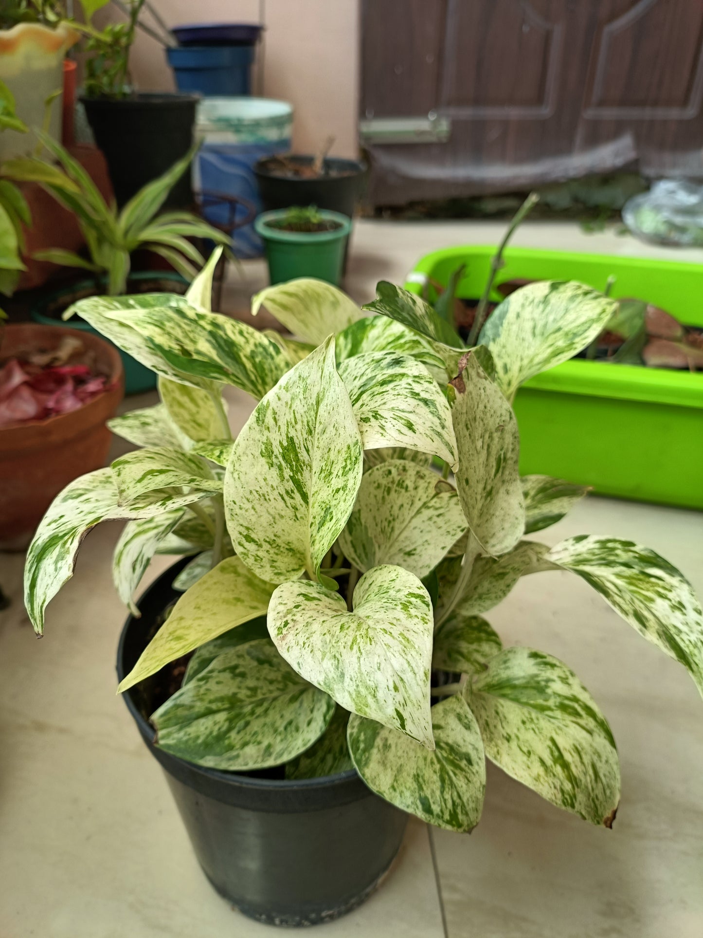 Marble Money Plant