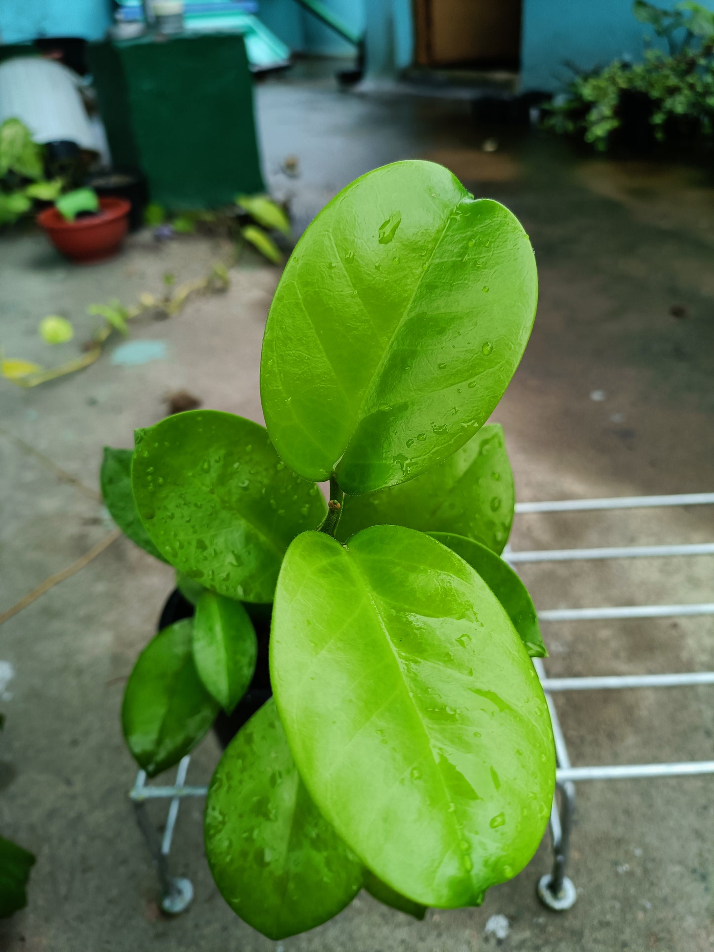 Hoya Australis