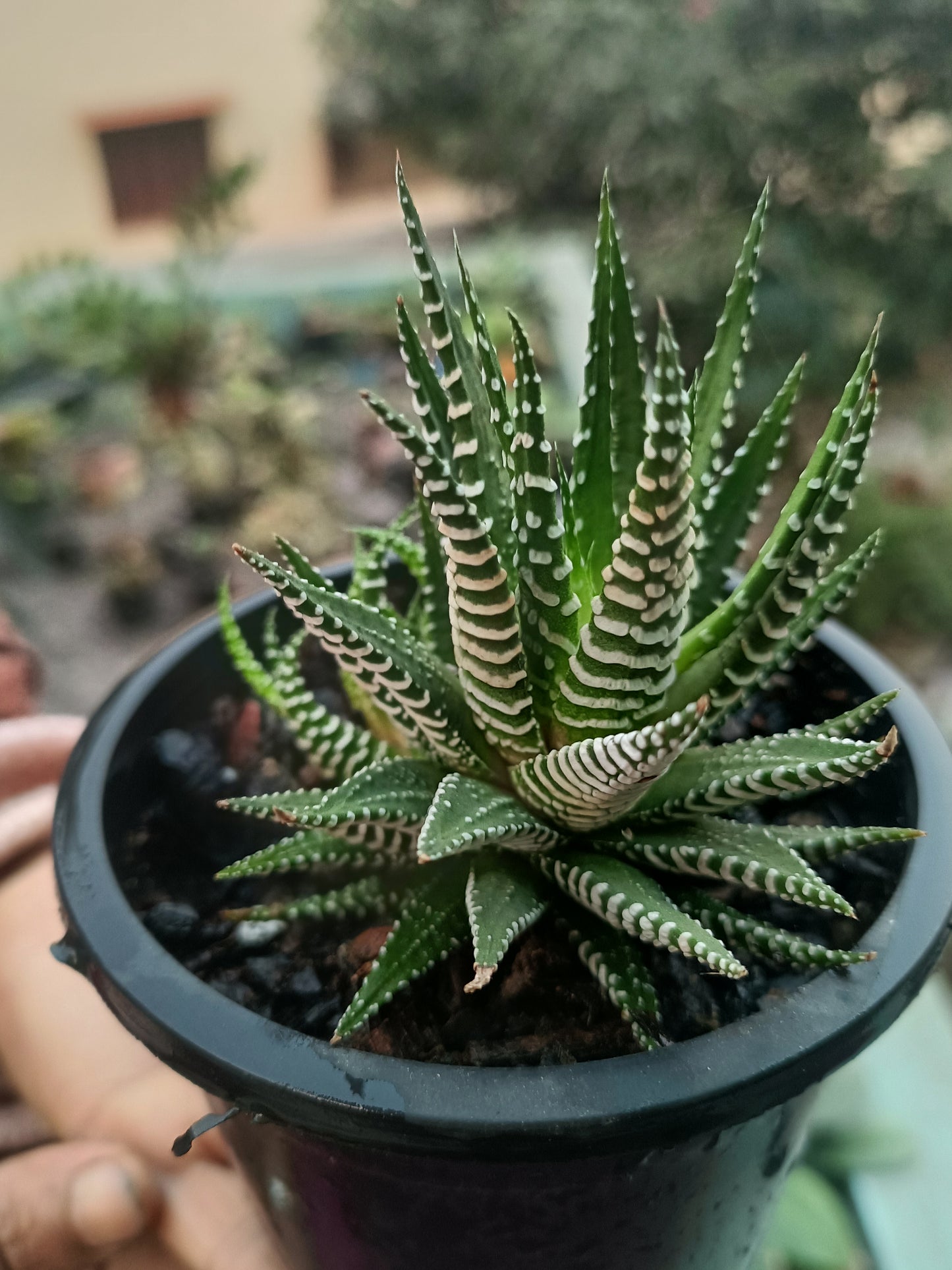 Haworthia lime