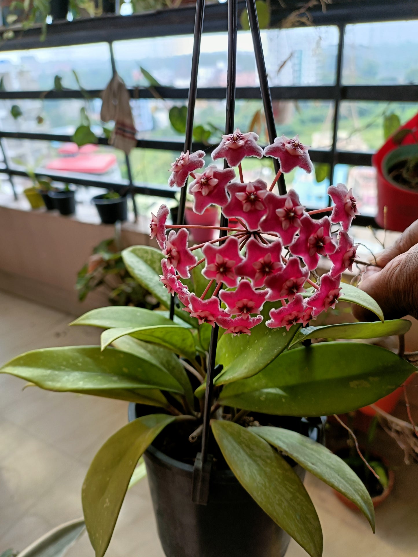 Pubicalix silver splash