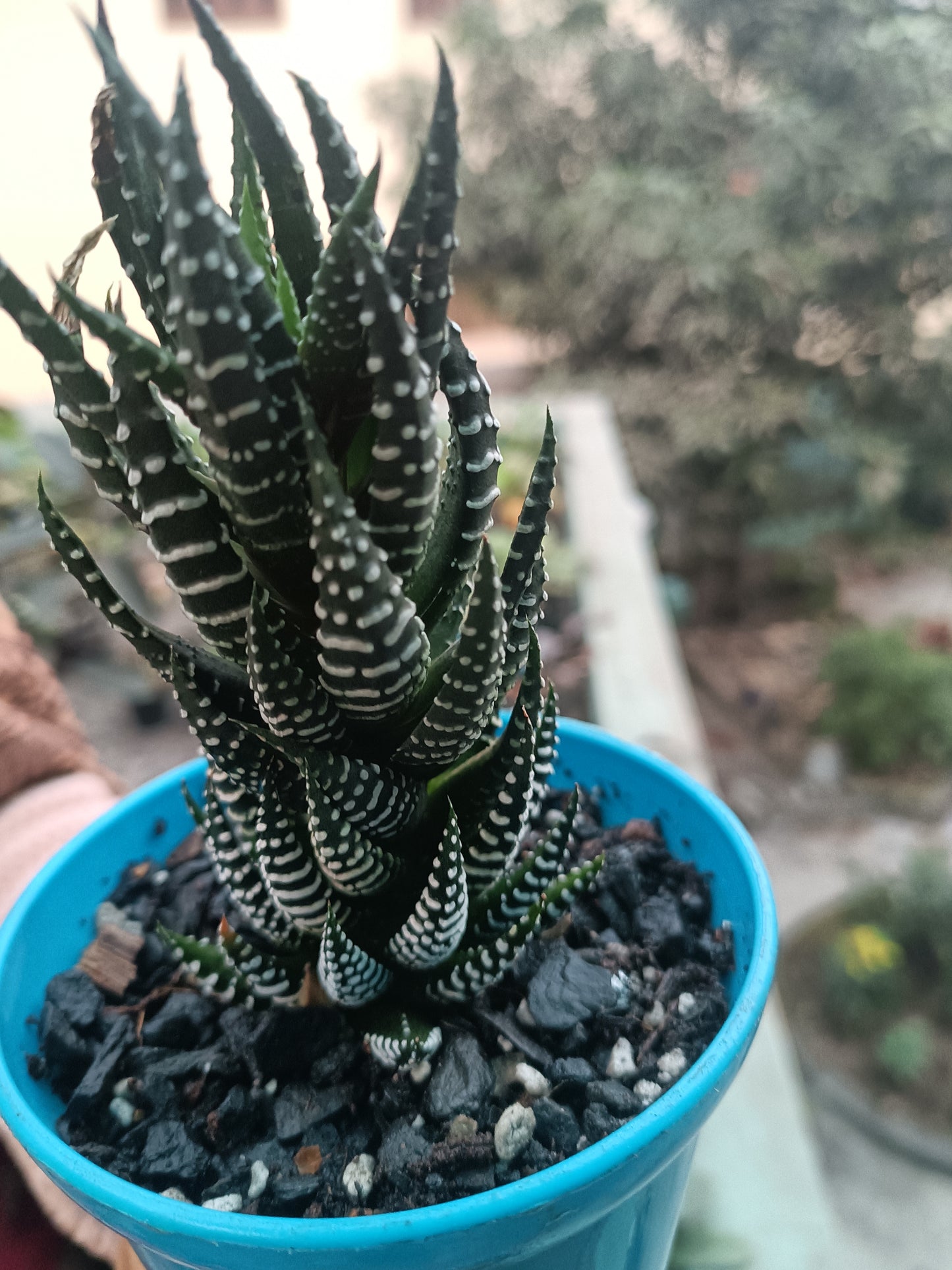 Haworthia zebra