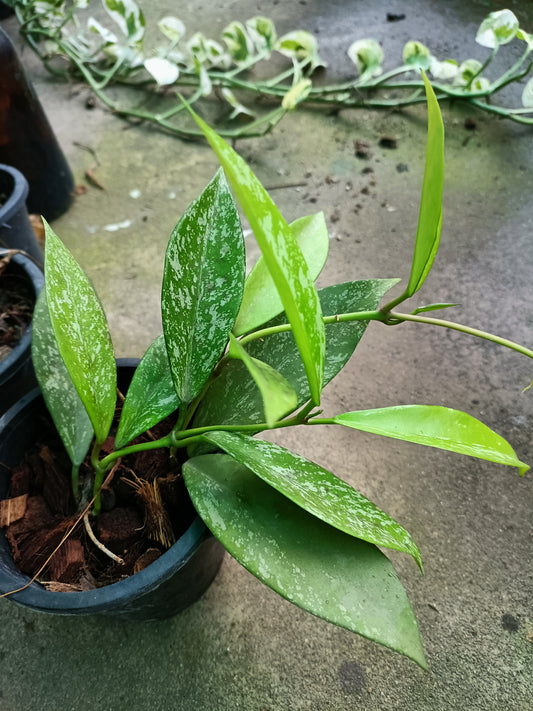 Pubicalix silver splash