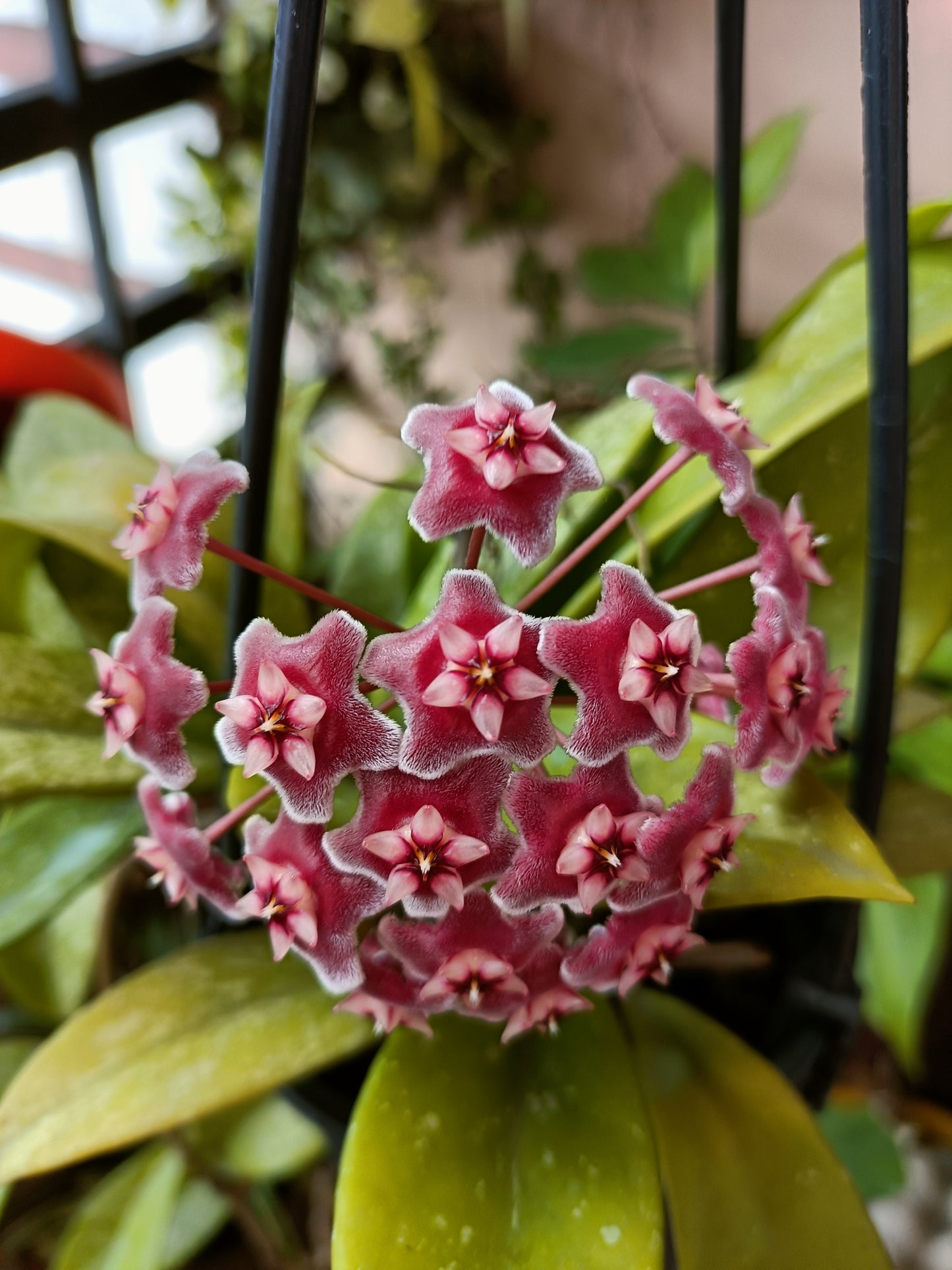 Pubicalix silver splash