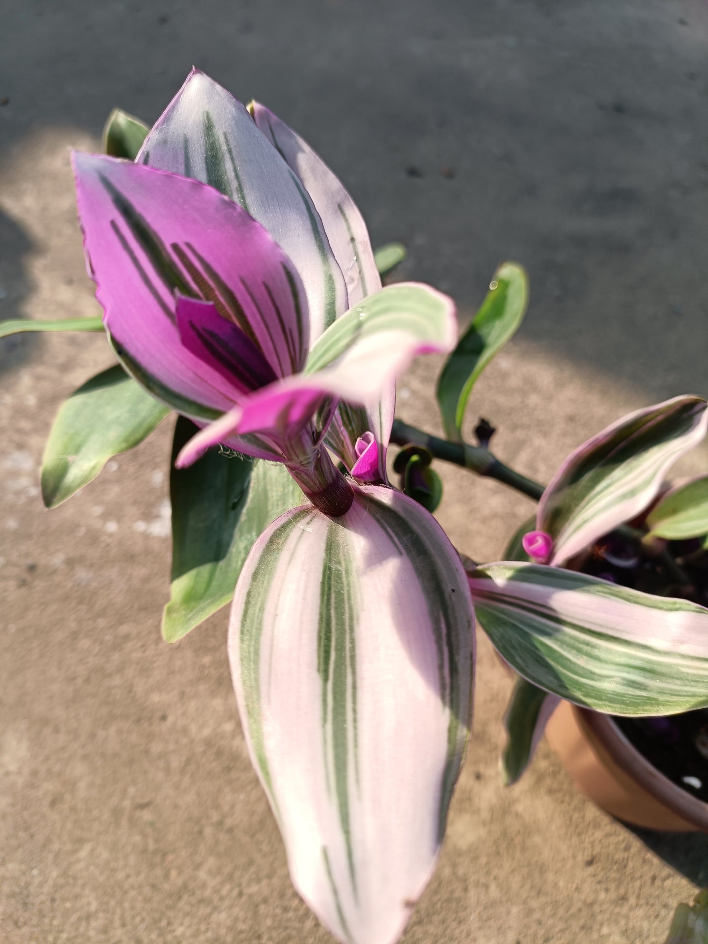 Wandering jew pink