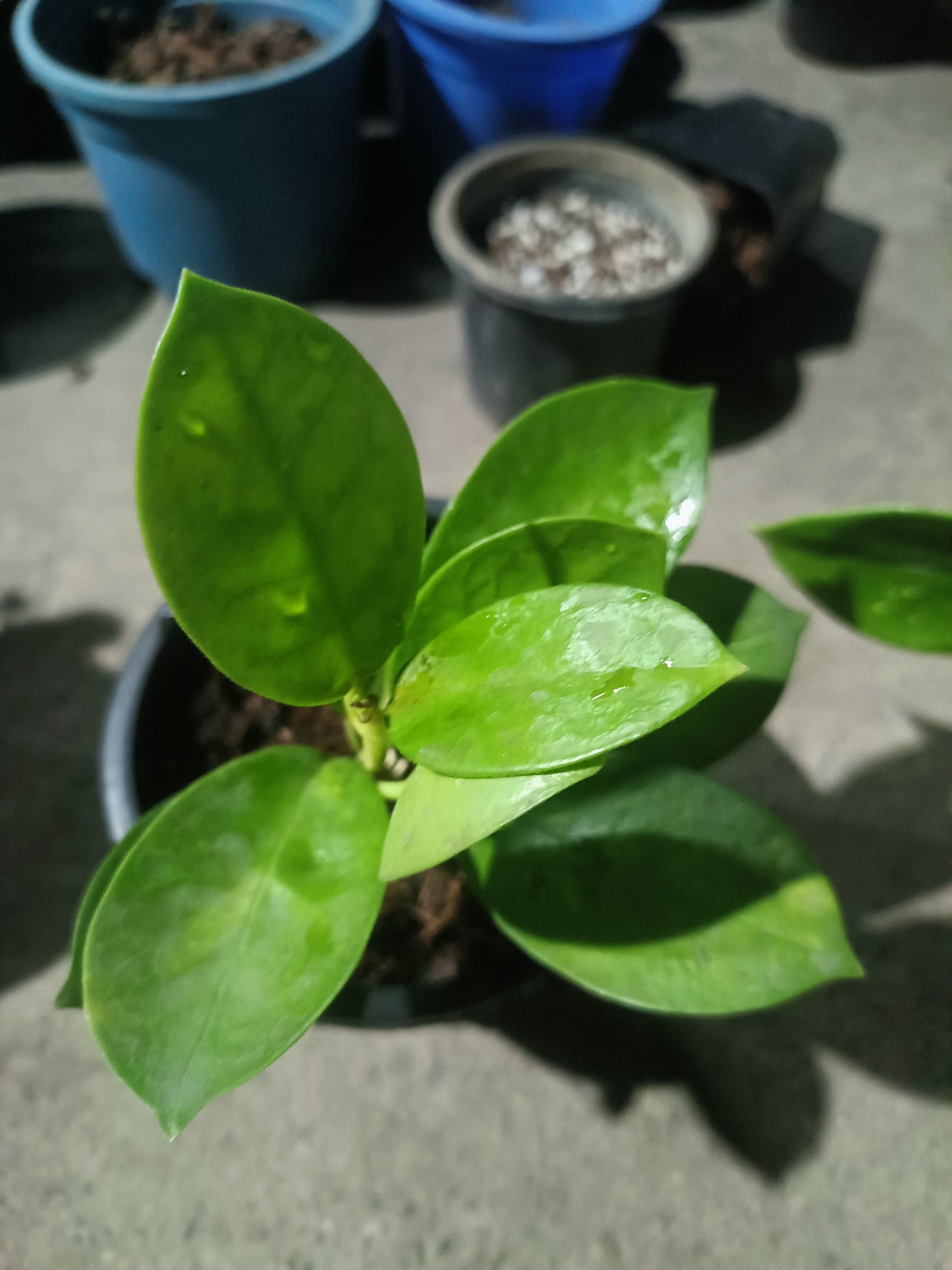 Hoya Australis