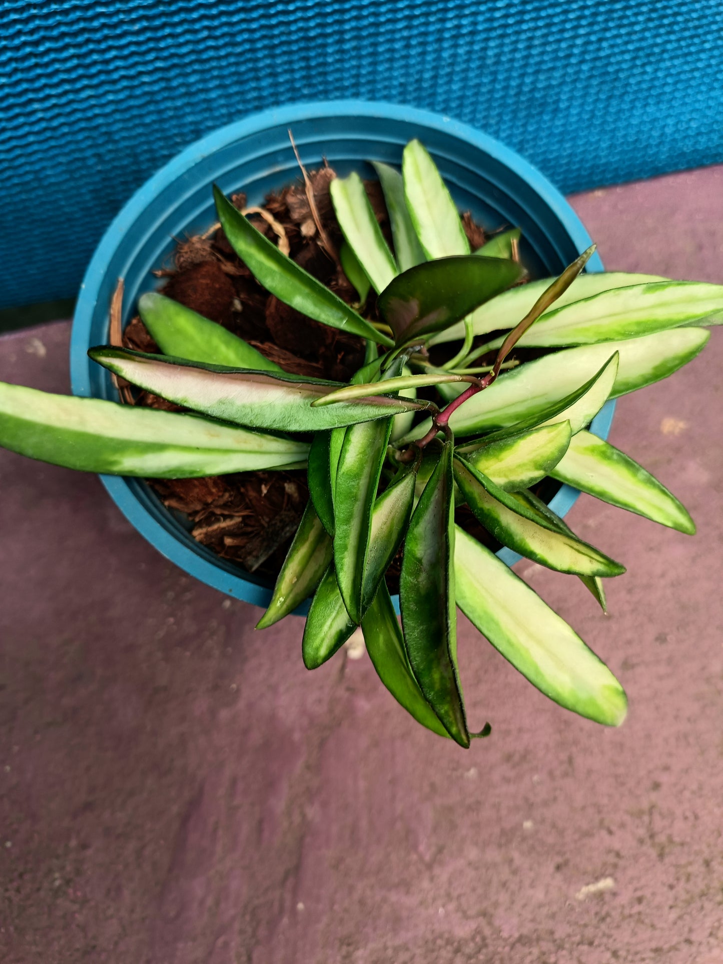 Hoya Kentiana Variegated