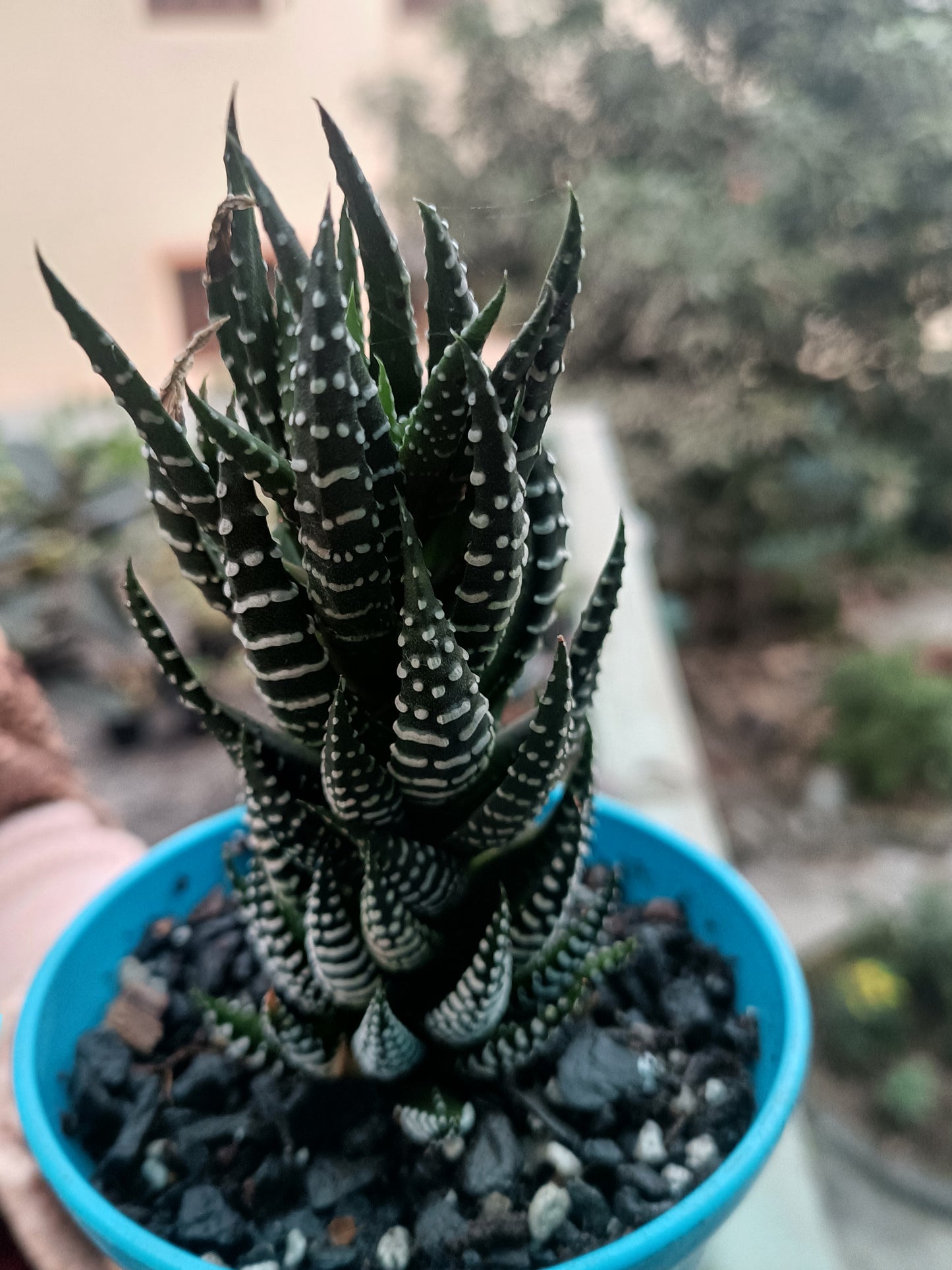 Haworthia zebra