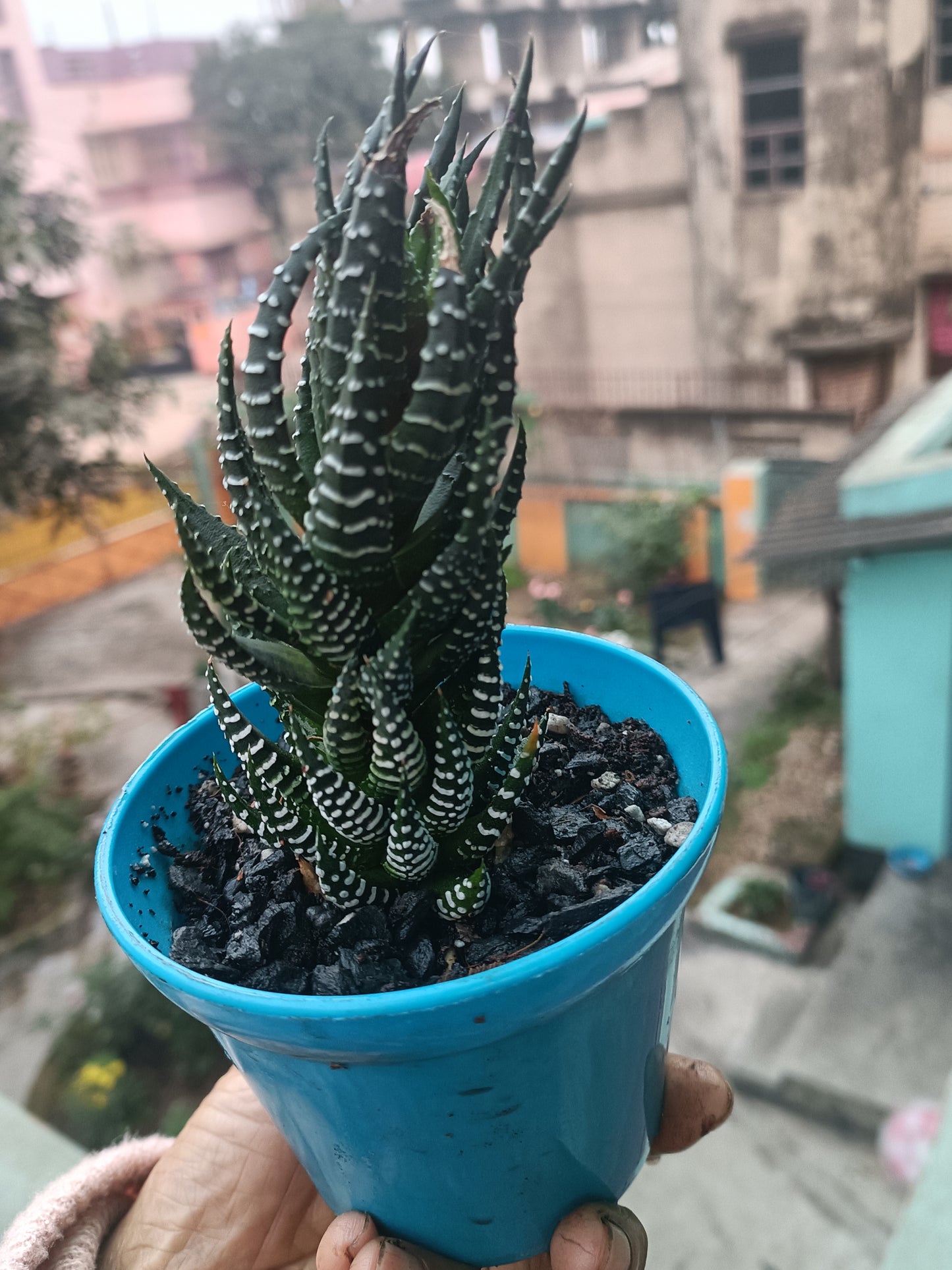 Haworthia zebra