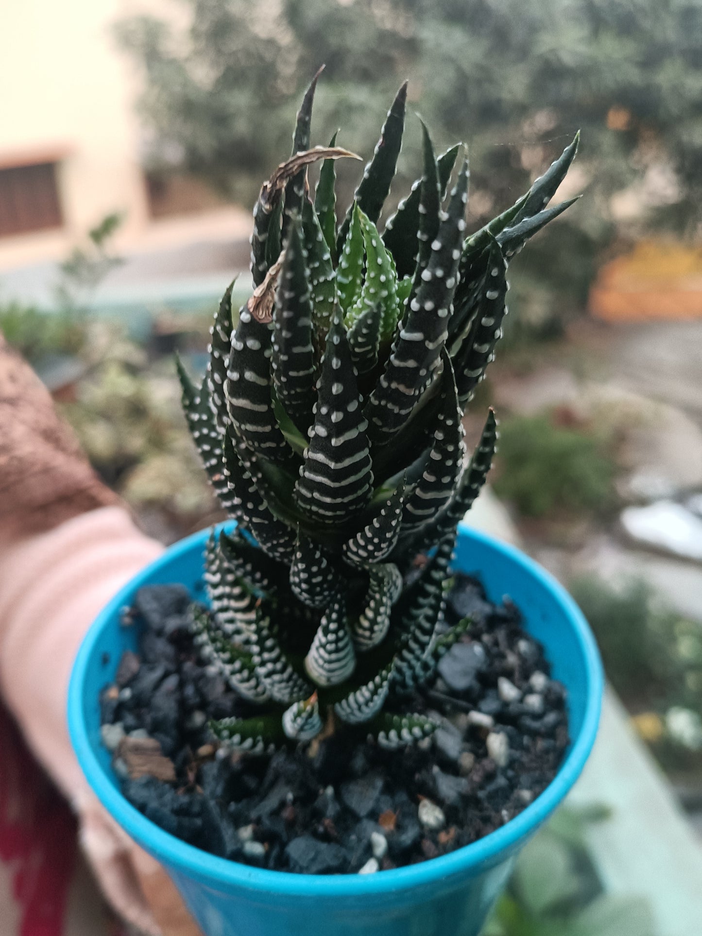Haworthia zebra