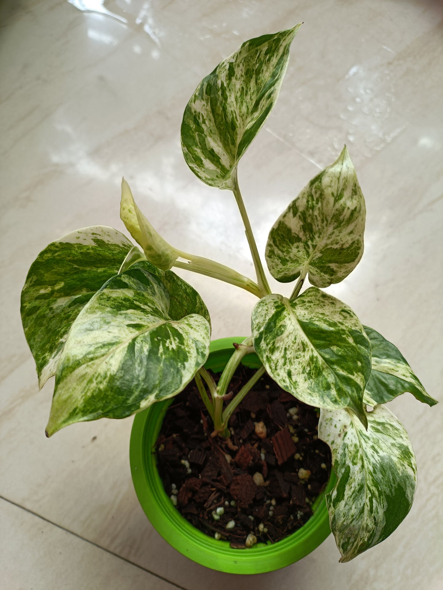Marble Money Plant