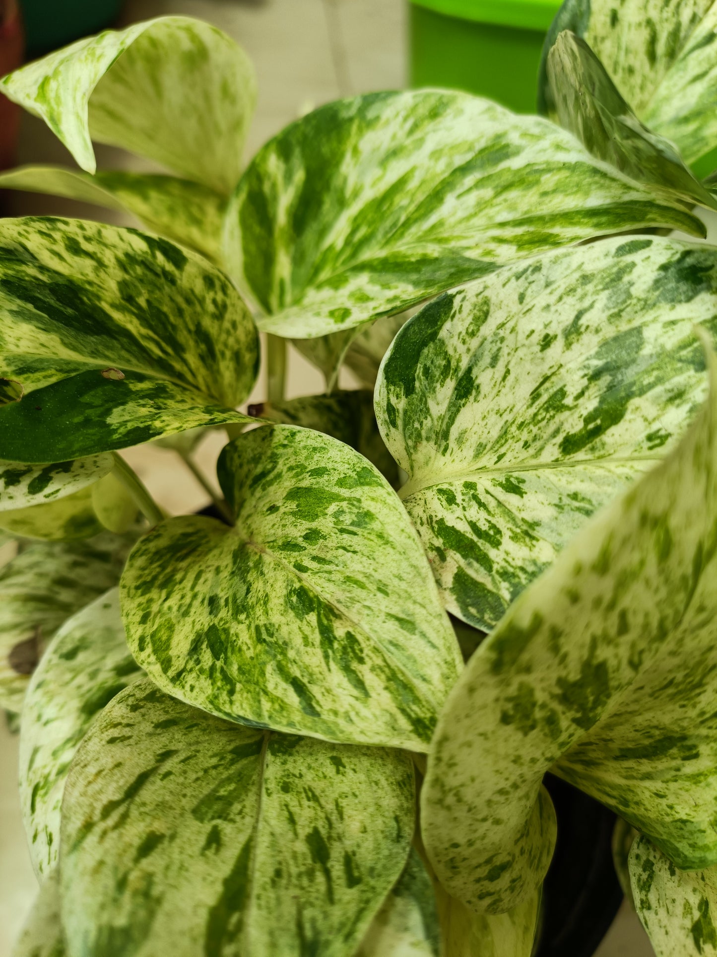 Marble Money Plant