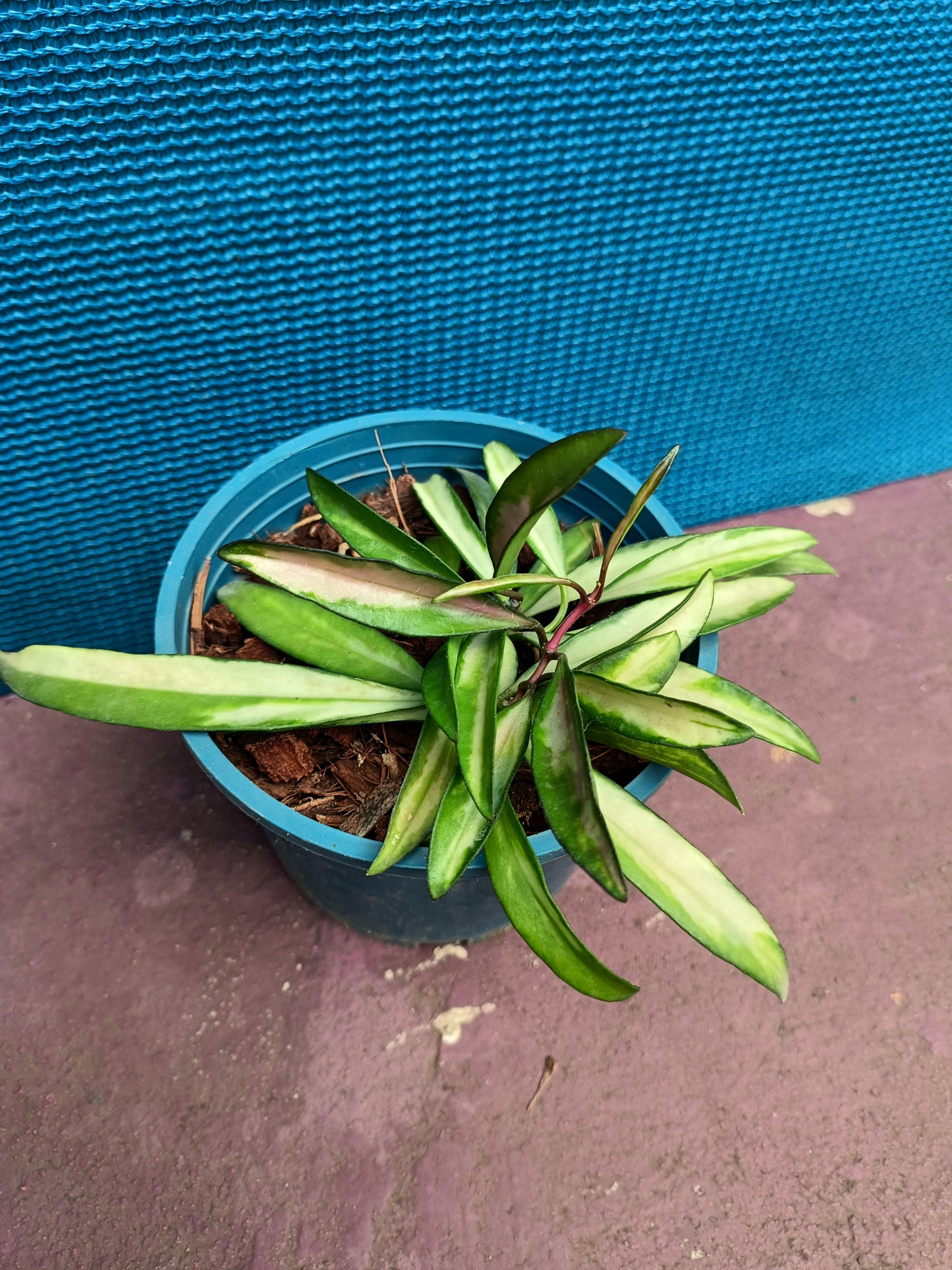 Hoya Kentiana Variegated