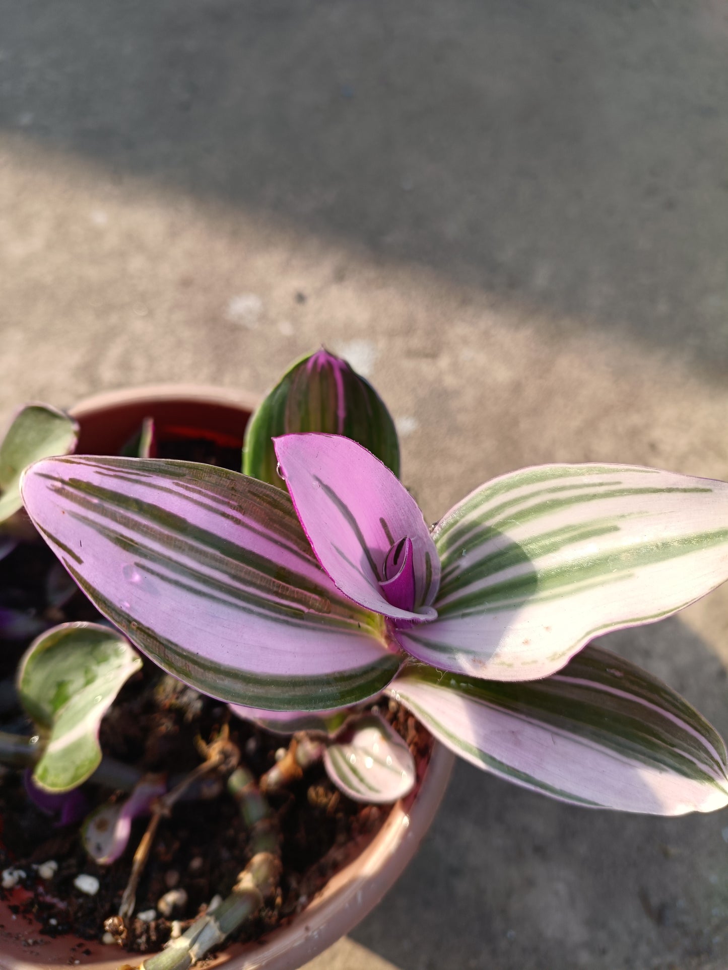 Wandering jew pink