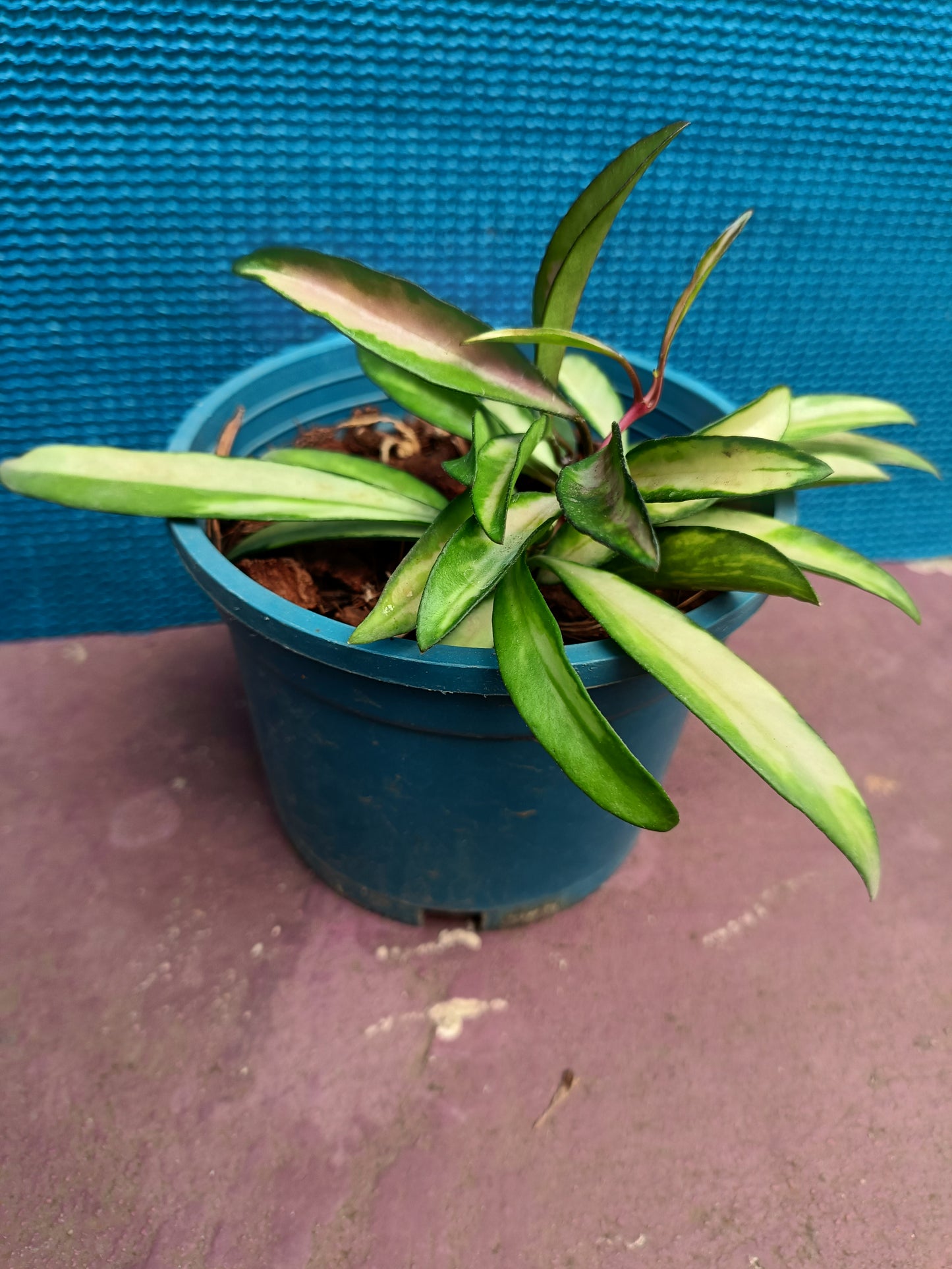 Hoya Kentiana Variegated
