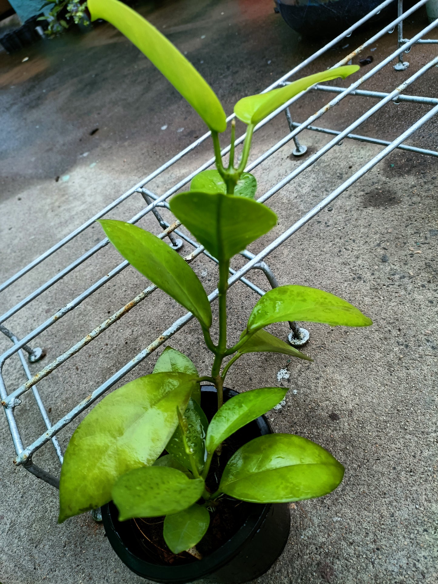 Hoya Australis