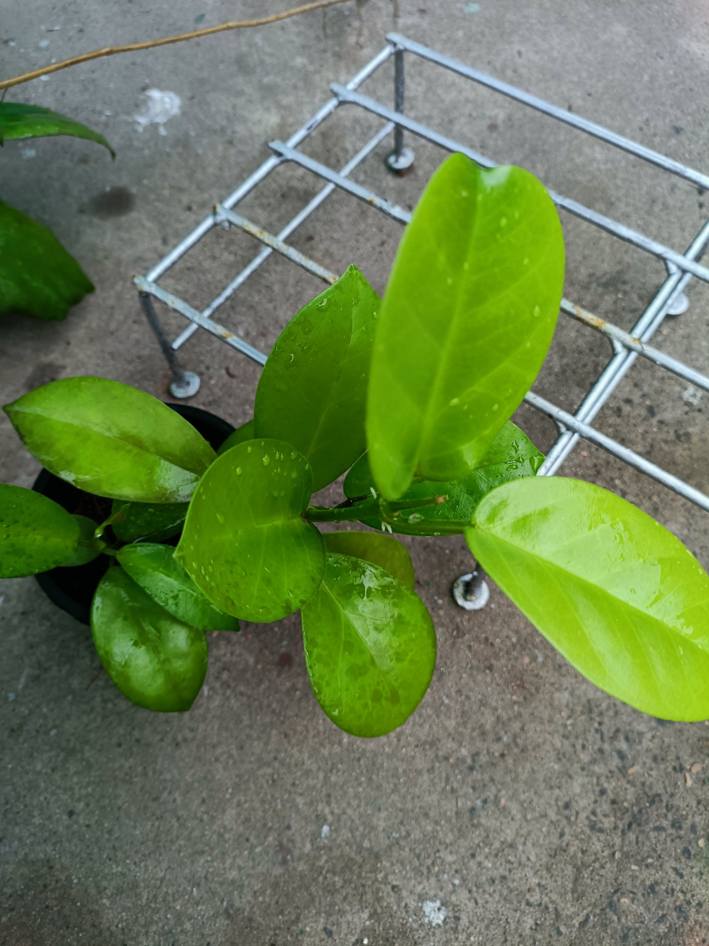 Hoya Australis