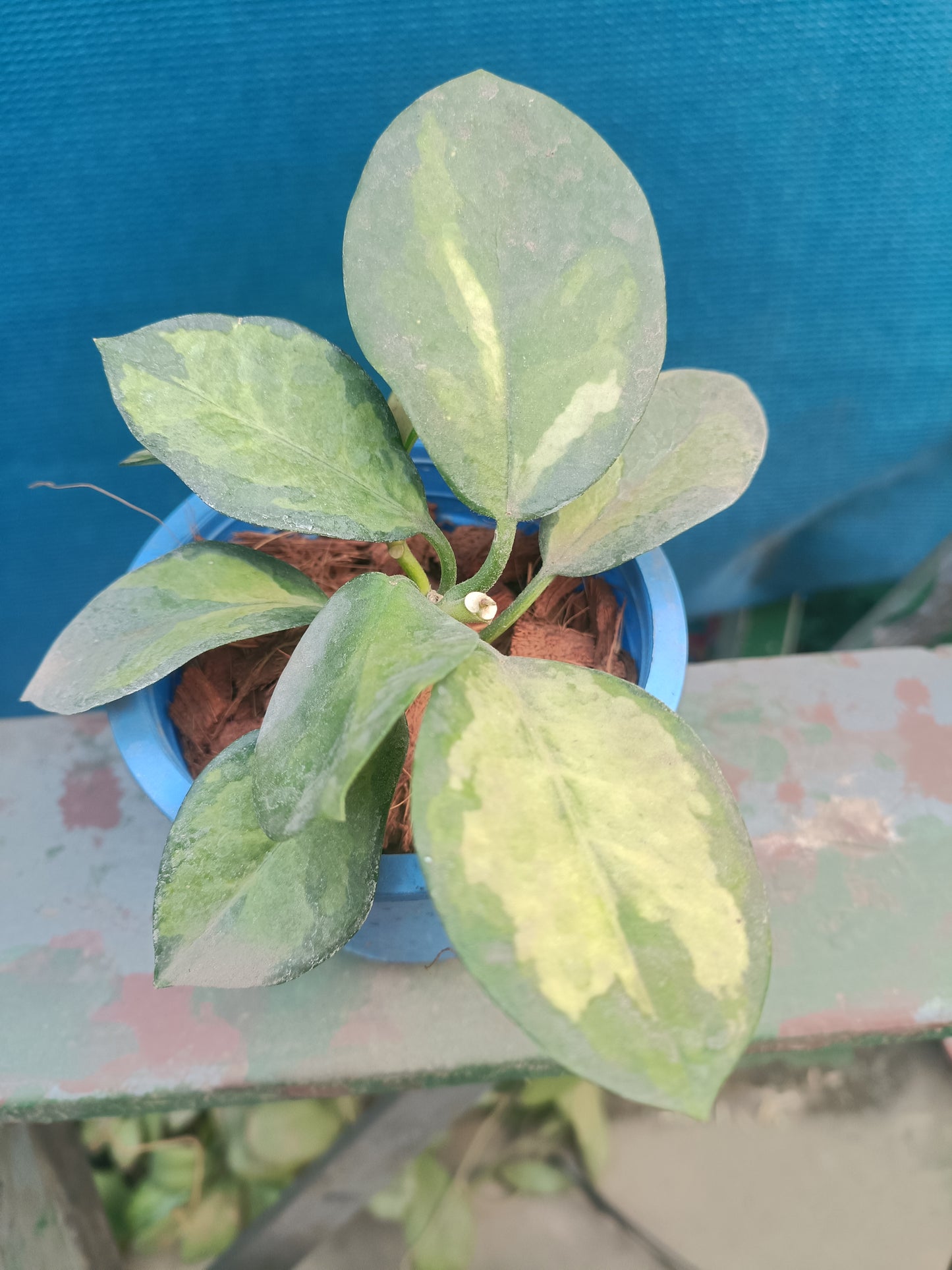 Australis lisa 7+ leaves